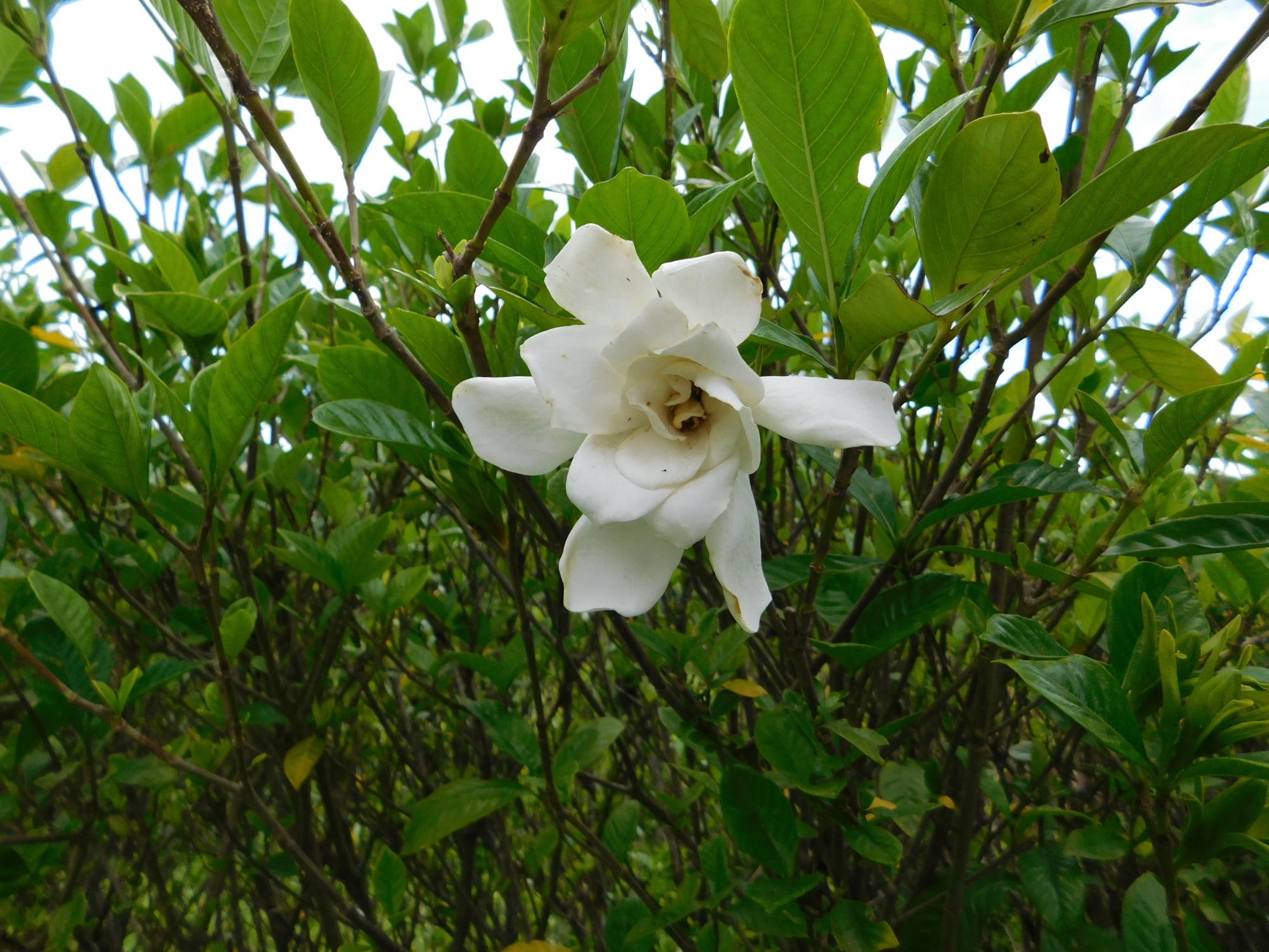 クチナシの白い花です。良い香りがします。(薬草園ほか)