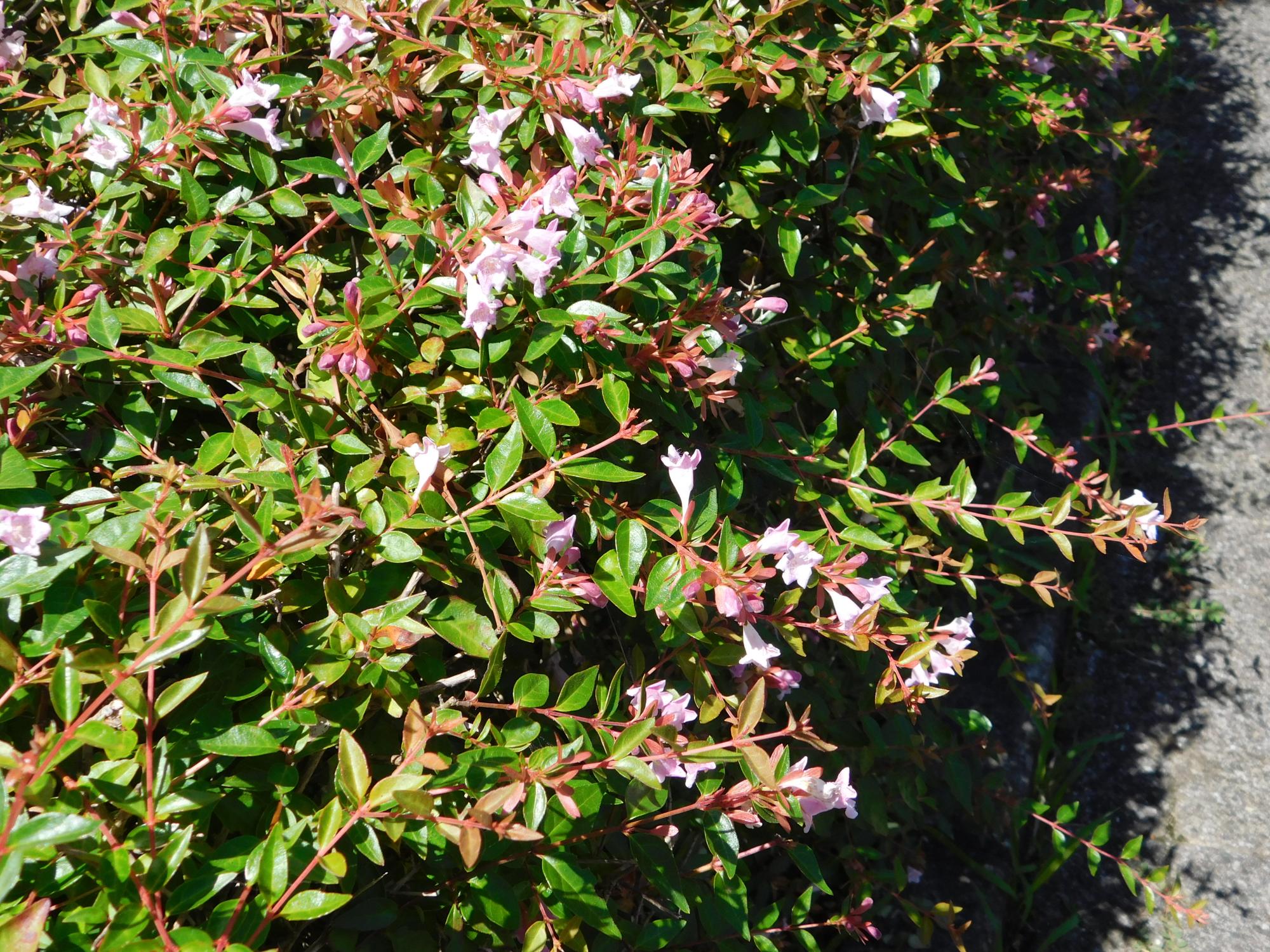 アベリアの花です。公園内でも数多く植栽されています。長い開花期が特徴です。