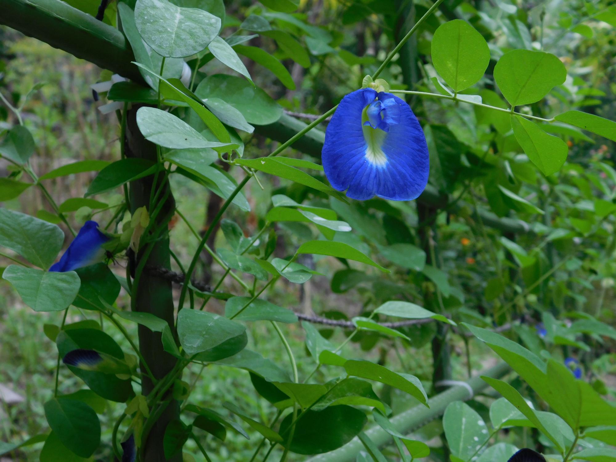 薬草園の「ハーブのこみち」入口付近のチョウマメの青い花です。チョウマメは、マメ科のツル性のハーブです。