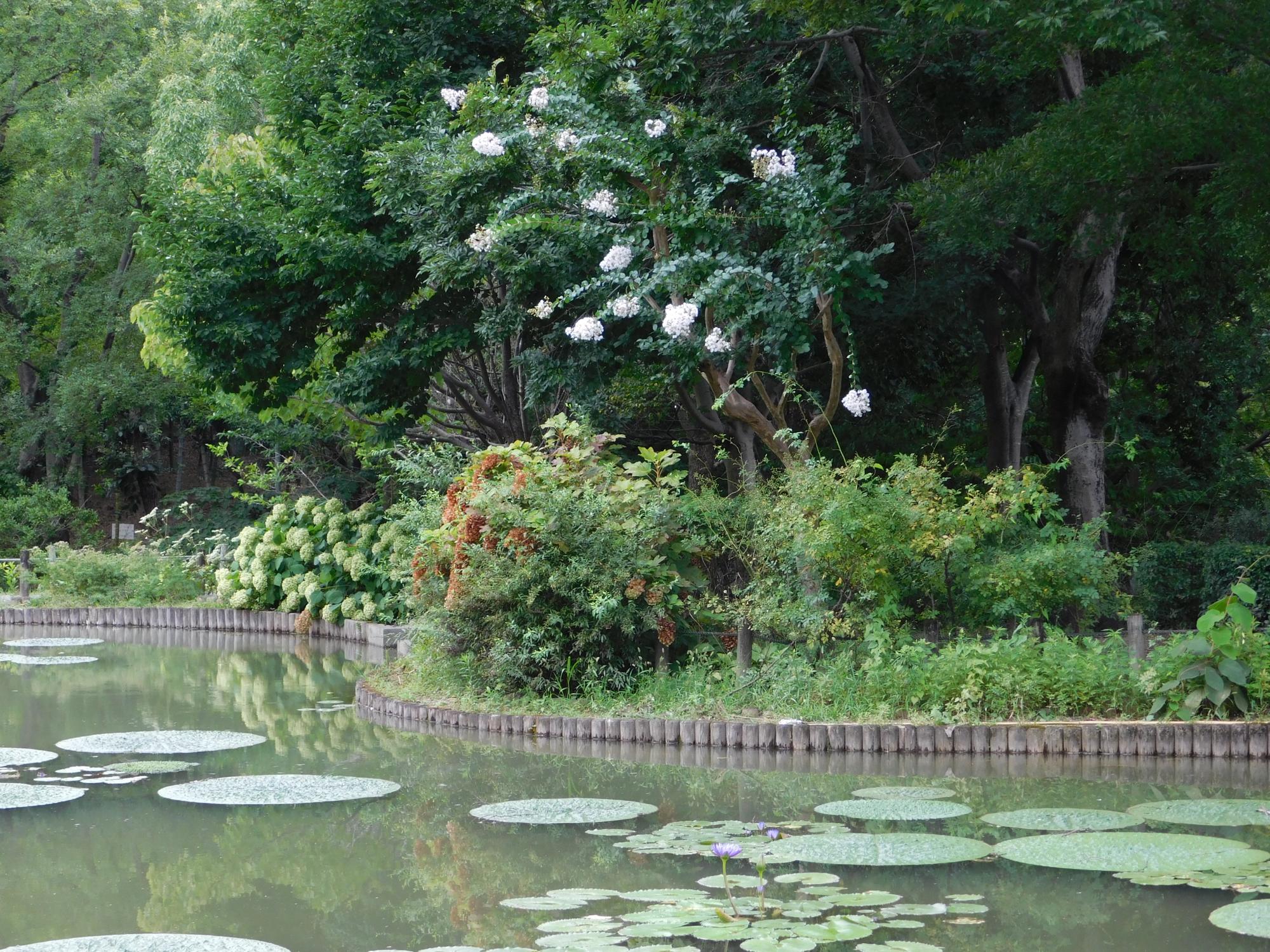 オニバス池の水際に、サルスベリ(白花)が花を咲かせています。サルスベリの花は、開花期が長いのが特徴です。