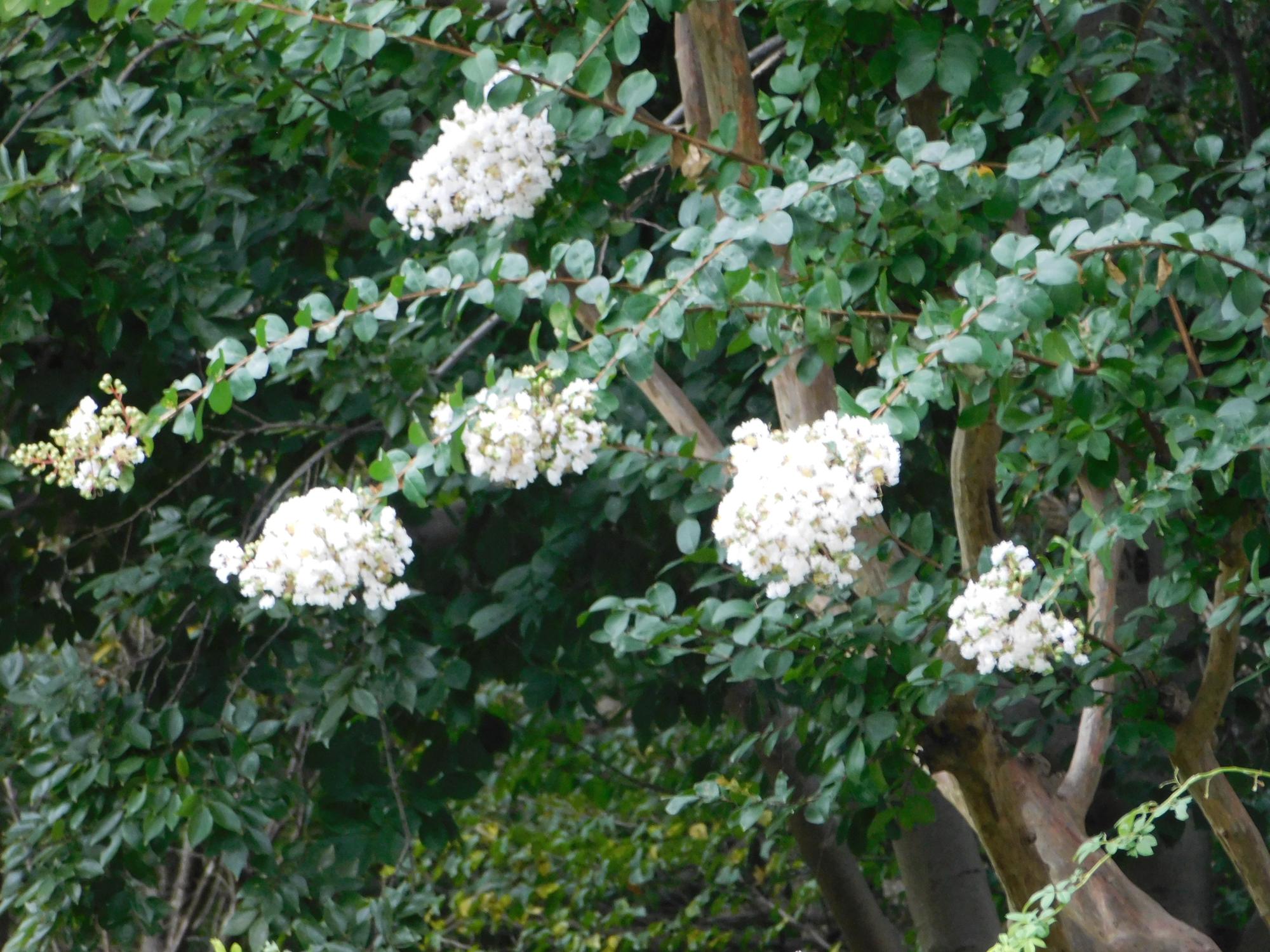 オニバス池のサルスベリ(白花)の花のアップです。