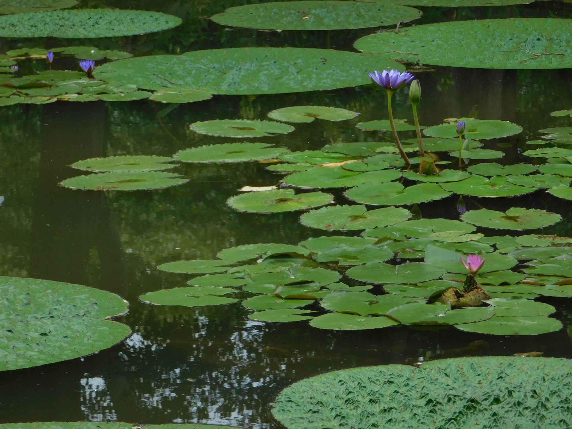 オニバス池では、オニバスの葉が大きく育ってきました。池の熱帯スイレンも毎日花を咲かせていてきれいです。