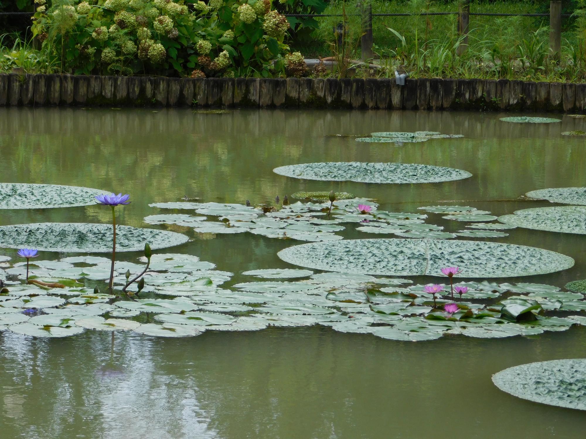 オニバス池のオニバスとスイレンです。スイレンは、花が毎日咲いていてきれいですよ。