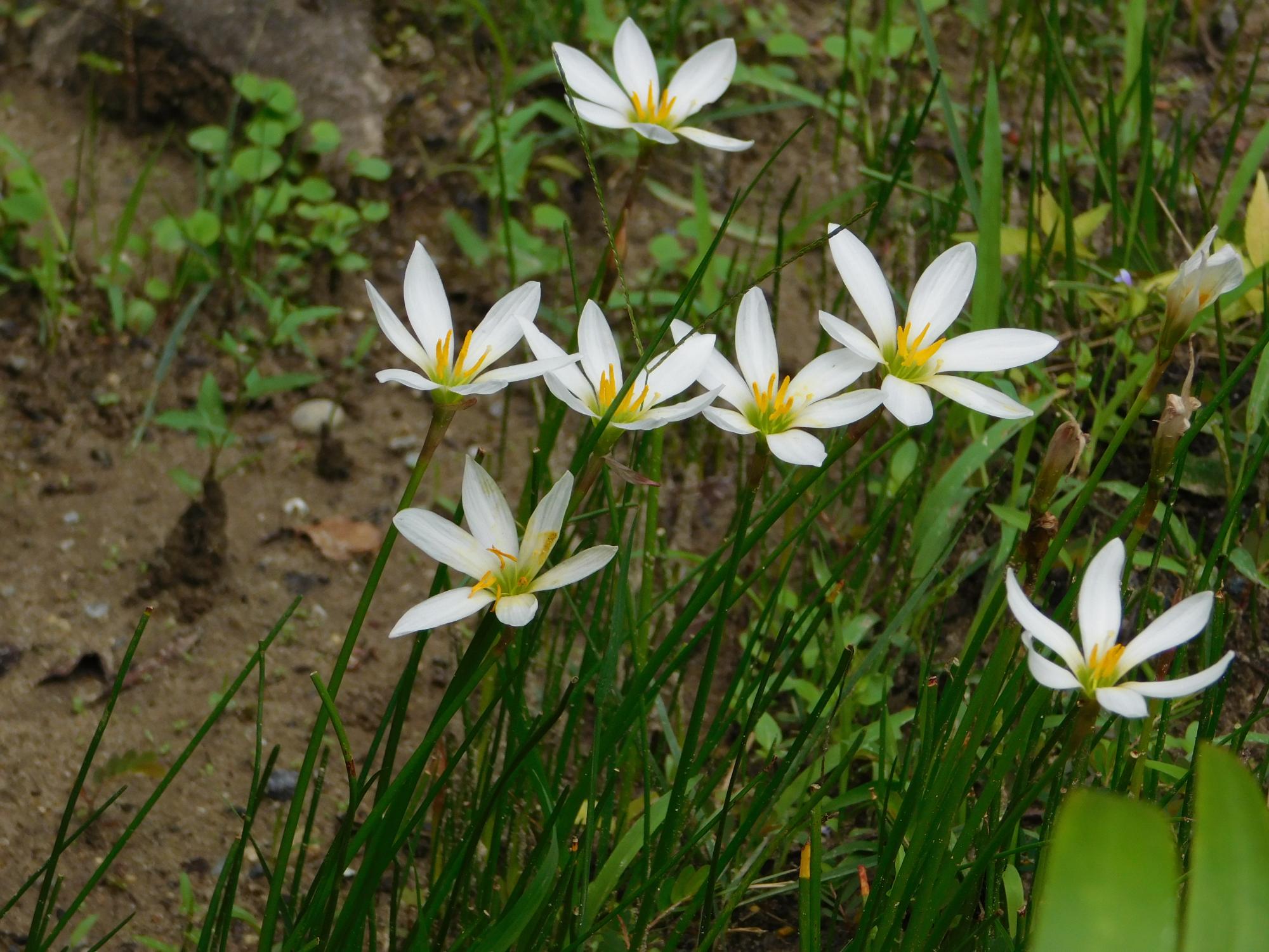 タマスダレの花です。オニバス池や薬草園、沿道沿いなどで見ることができます。
