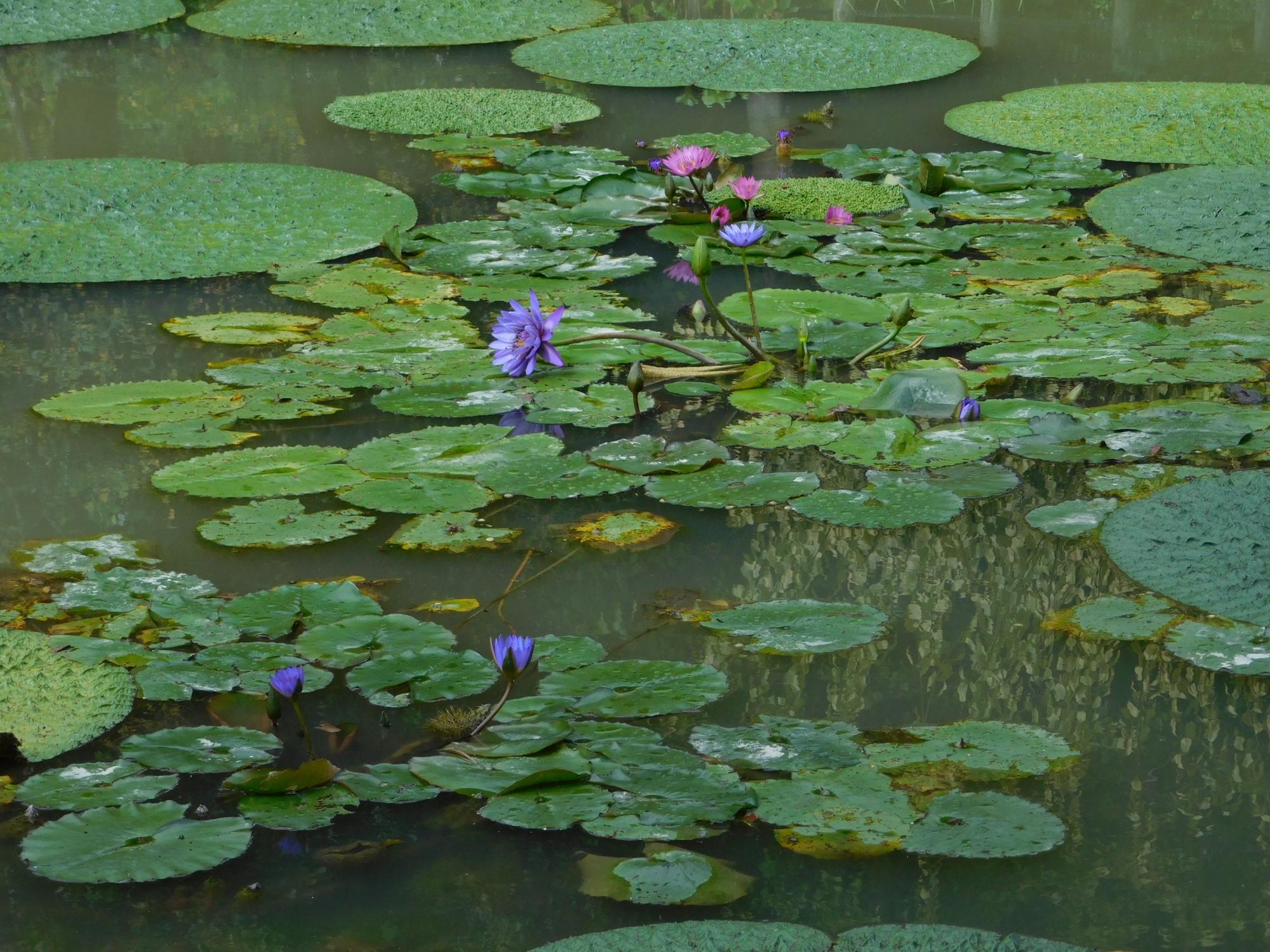 オニバス池には、スイレンの花もあって見ごろとなっています。