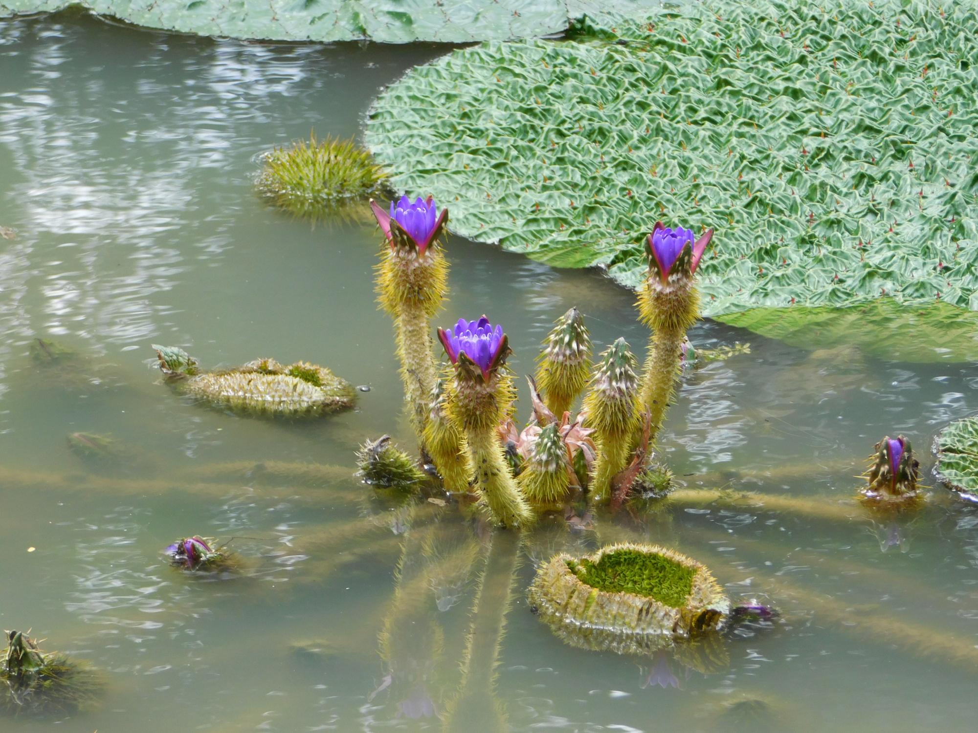 オニバス池では、オニバスの花が見ごろとなっています。写真は、開花した状態のものです。