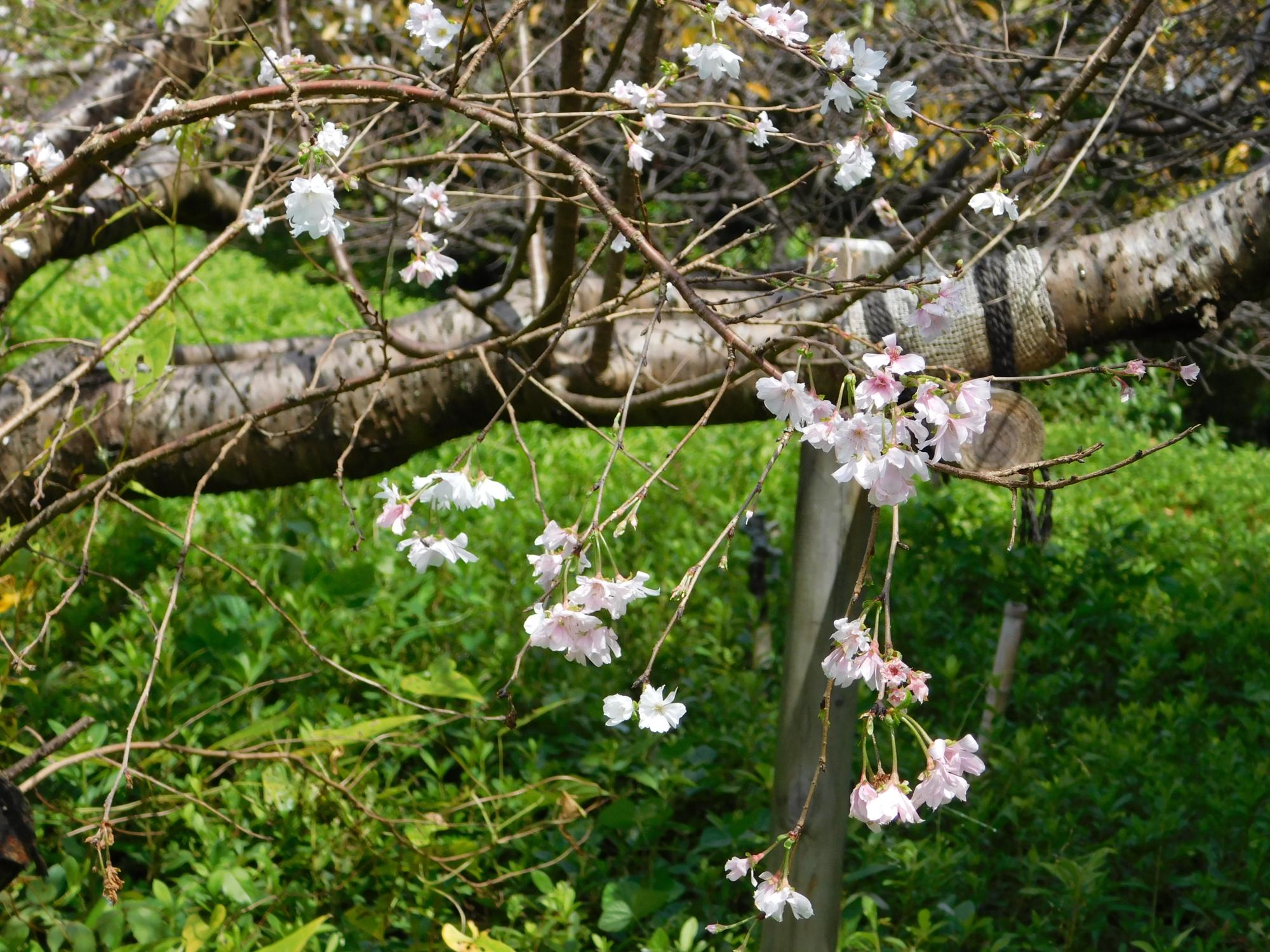 オニバス池の南斜面のフユザクラの花です。本来は、11～12月、4月が花の咲く頃ですが、去年と同様に今年もこの時期に咲きました。