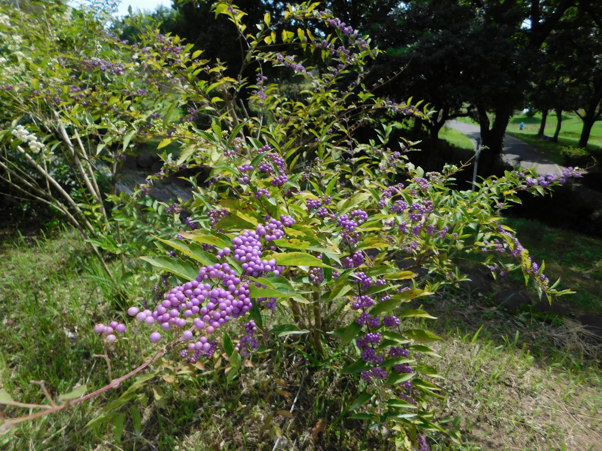 待合小屋近くの沿道沿いでは、コムラサキシキブが紫色の実をつけています。