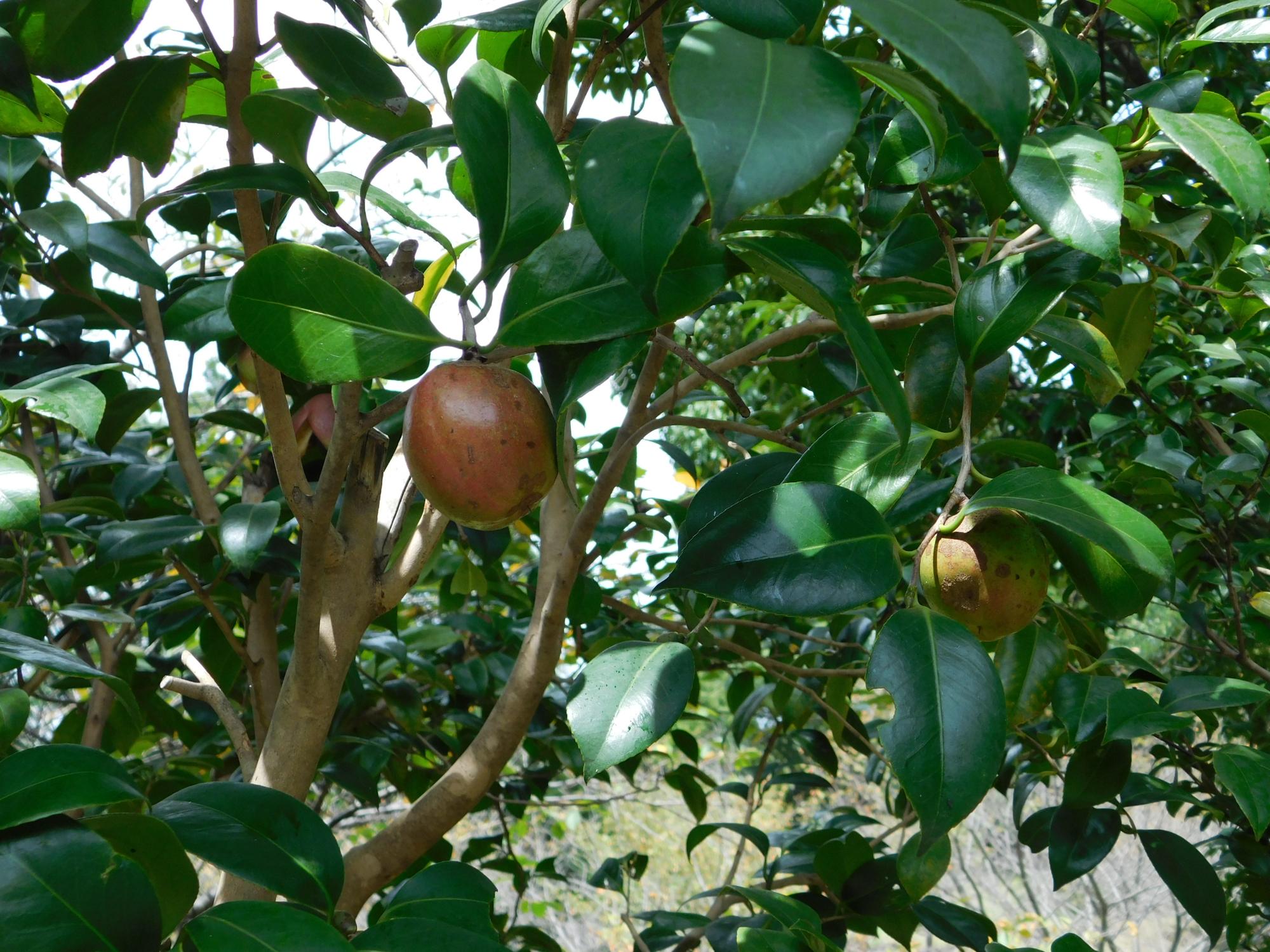 薬草園のヤブツバキの実です。直径が5cm程あります。ツバキ油は、この果実から取れることで知られています。