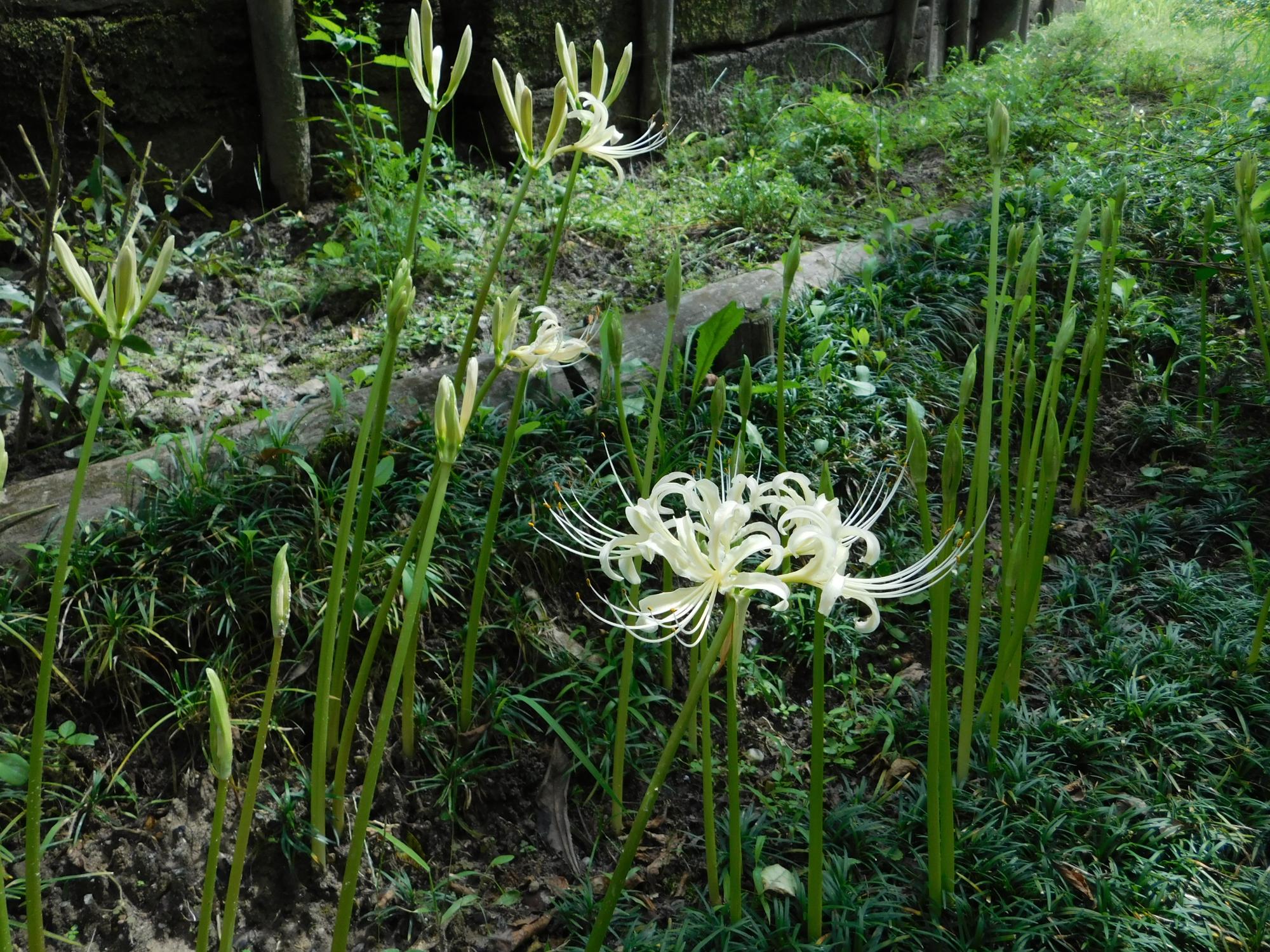 薬草園では、白花ヒガンバナの花が見られるようになりました。ヒガンバナは、秋のお彼岸の頃に咲く花として知られています。