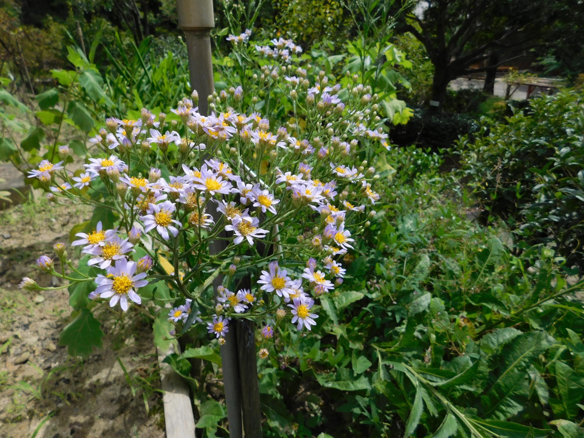 薬草園の中段あたりにあるキク科の植物、シオンの淡紫色の花です。
