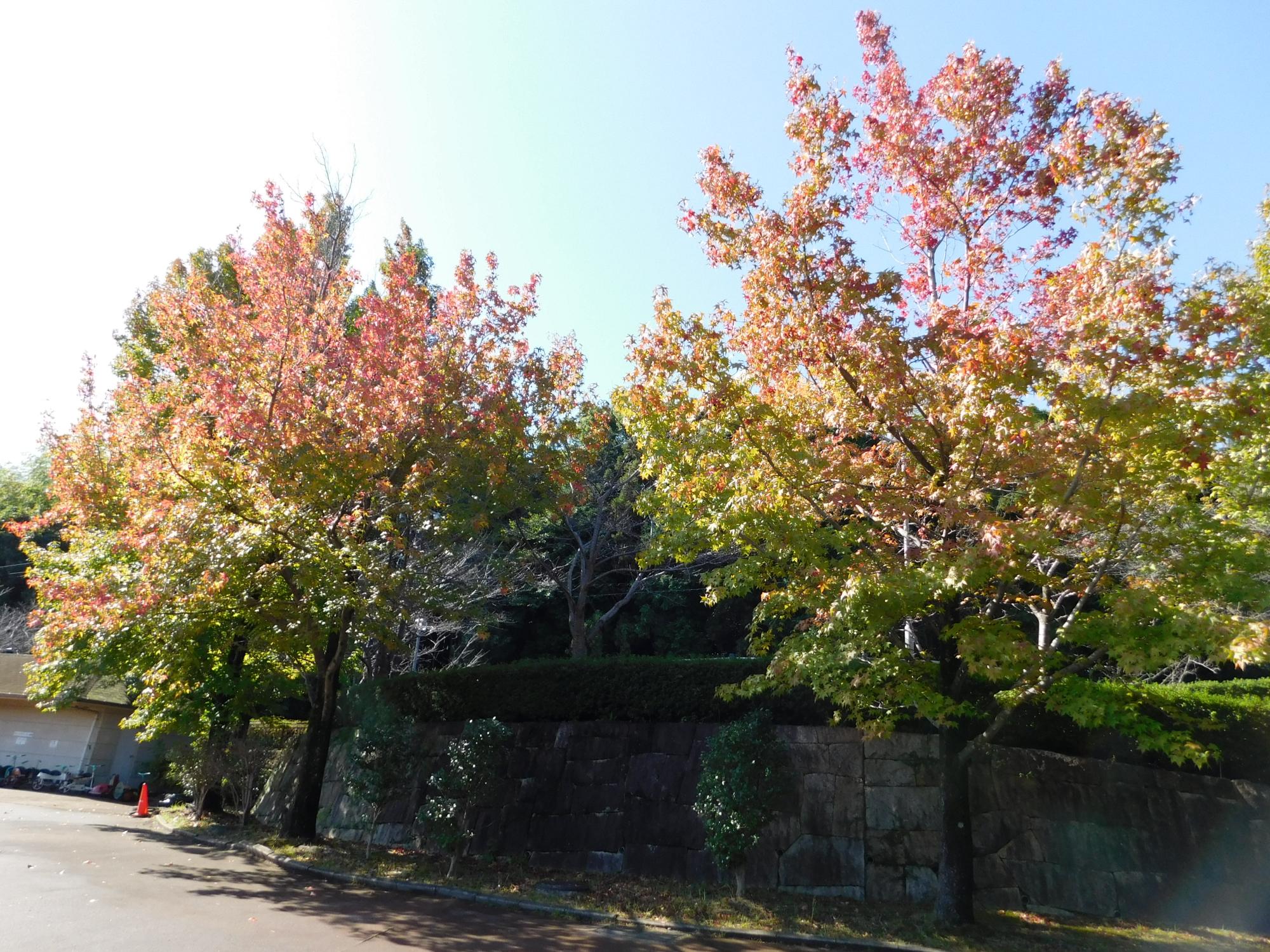 おもしろサイクル広場のアメリカフウ(別名 モミジバフウ)の大木です。公園の中では、いち早く紅葉が始まります。紅葉が進むにつれ葉色がオレンジ色から赤に変化していきます。