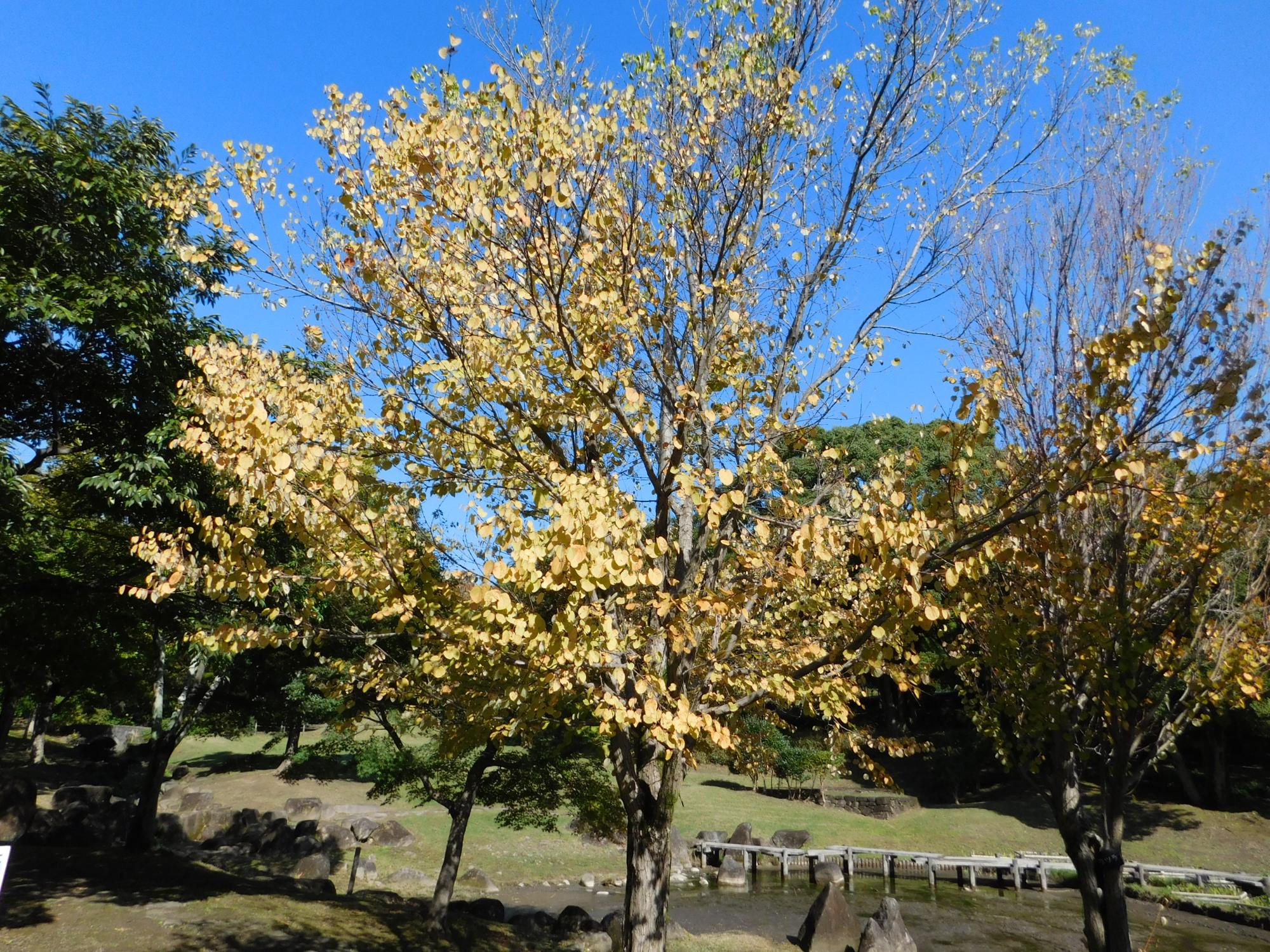 中池近くの沿道沿いのカツラの木です。落葉樹で葉が黄色く黄葉します。