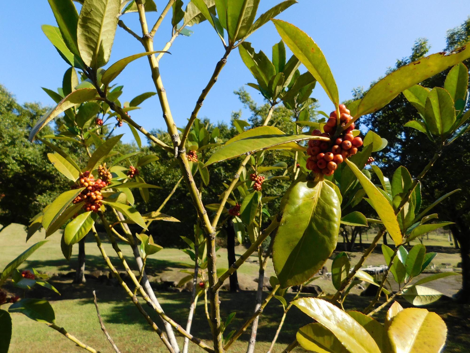 中池近くの沿道沿いのタラヨウの木が赤い実をつけています。タラヨウは、葉書の木とも呼ばれています。