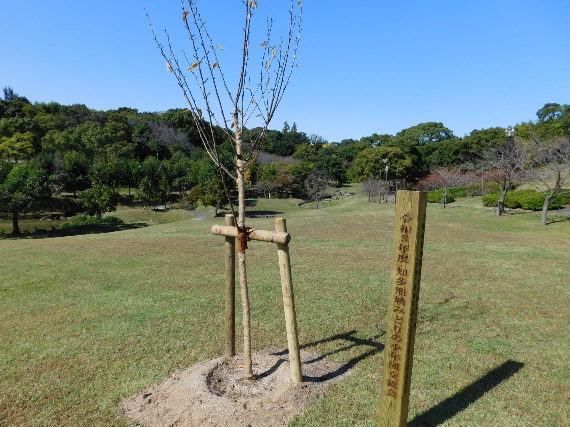 10月23日、知多地域の「みどりの少年団」の交歓会が行われました。これを記念してヤエザクラの関山が2本、桜見の丘の前の芝生広場に記念植樹されました。