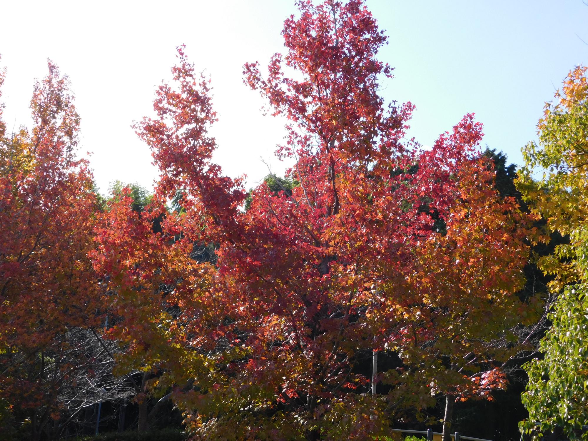 紅葉も深まってきたアメリカフウの木です。(おもしろサイクル広場)