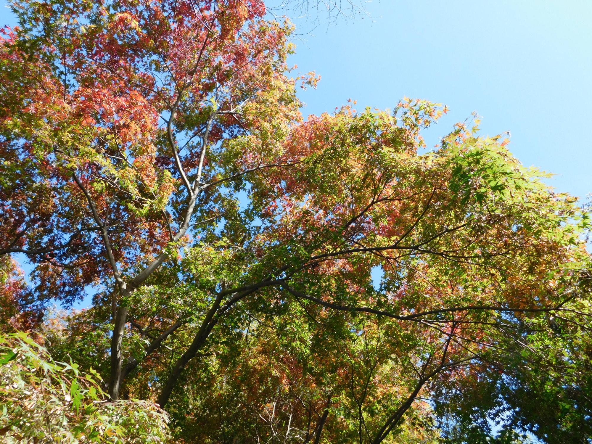 イロハモミジも木の上の方から紅葉が始まってきました。(待合小屋付近)