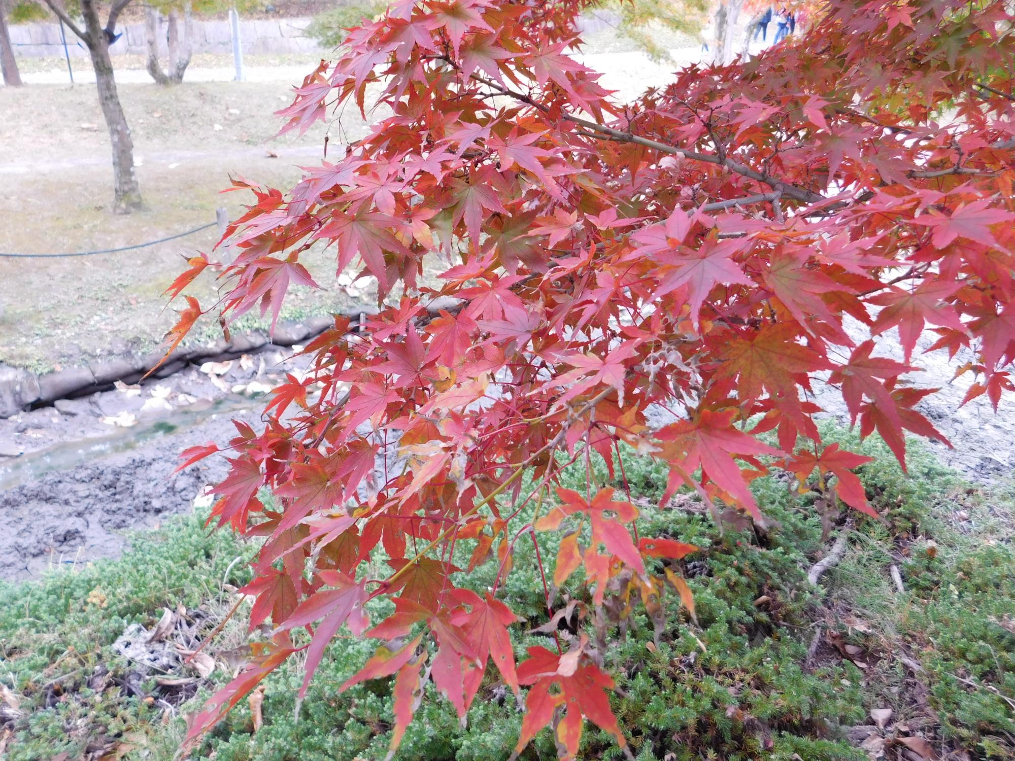 中池近くのイロハモミジの紅葉の様子を撮りました。