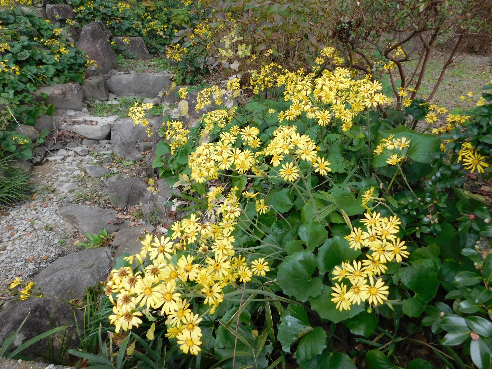 オニバス池の南にあるセセラギに咲くツワブキの群生です。この時期を代表する花ですね。