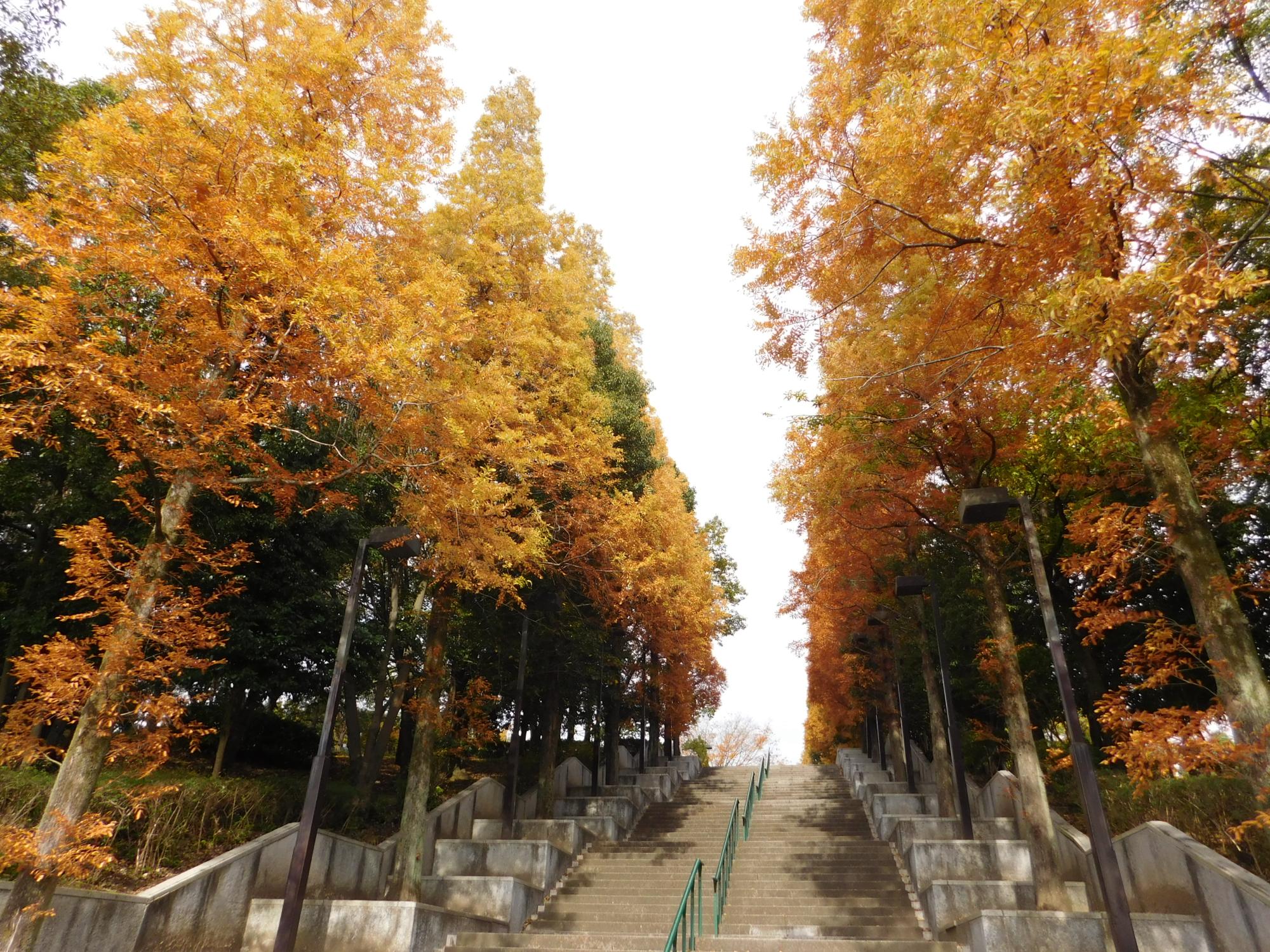 公園南出入口にある階段両脇のメタセコイアの紅葉の様子です。