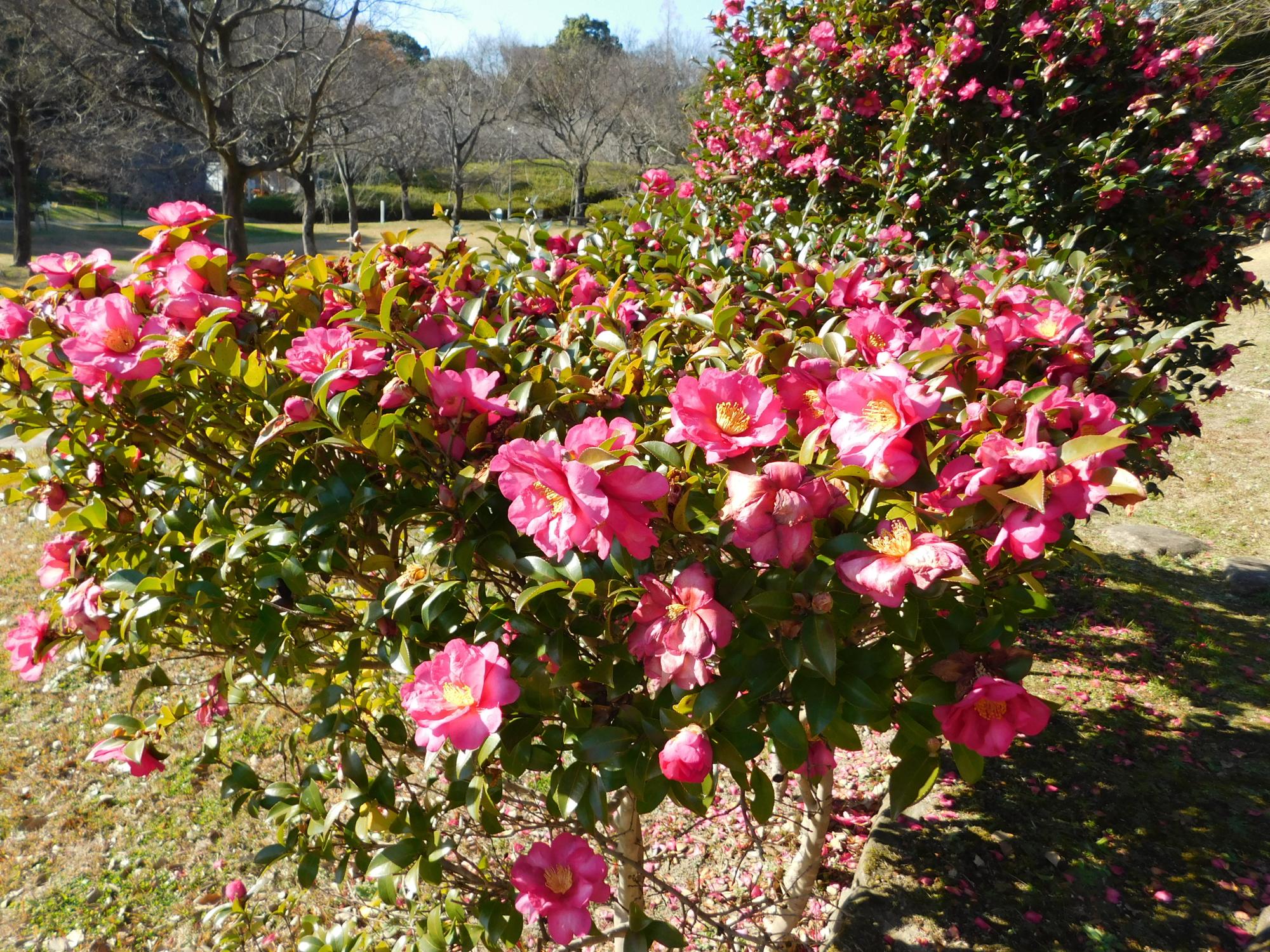 この時期、公園の中では、寒ツバキやサザンカの赤い花が見られます。(写真は、中池近くに咲くサザンカの花)