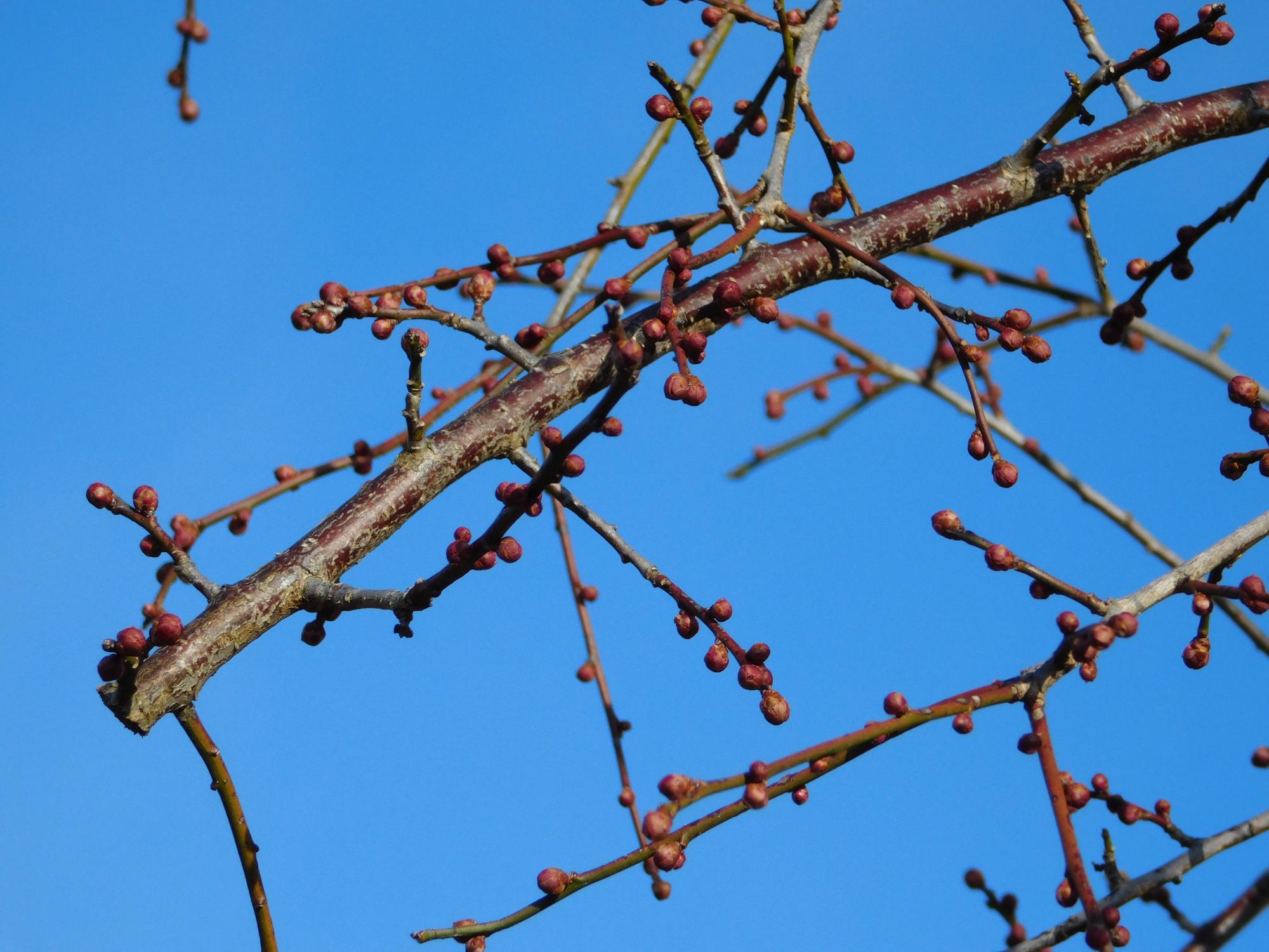 梅見の丘の枝垂れ梅のつぼみの状況です。梅見の丘では、2月中旬から3月上旬が花の見ごろとなります。