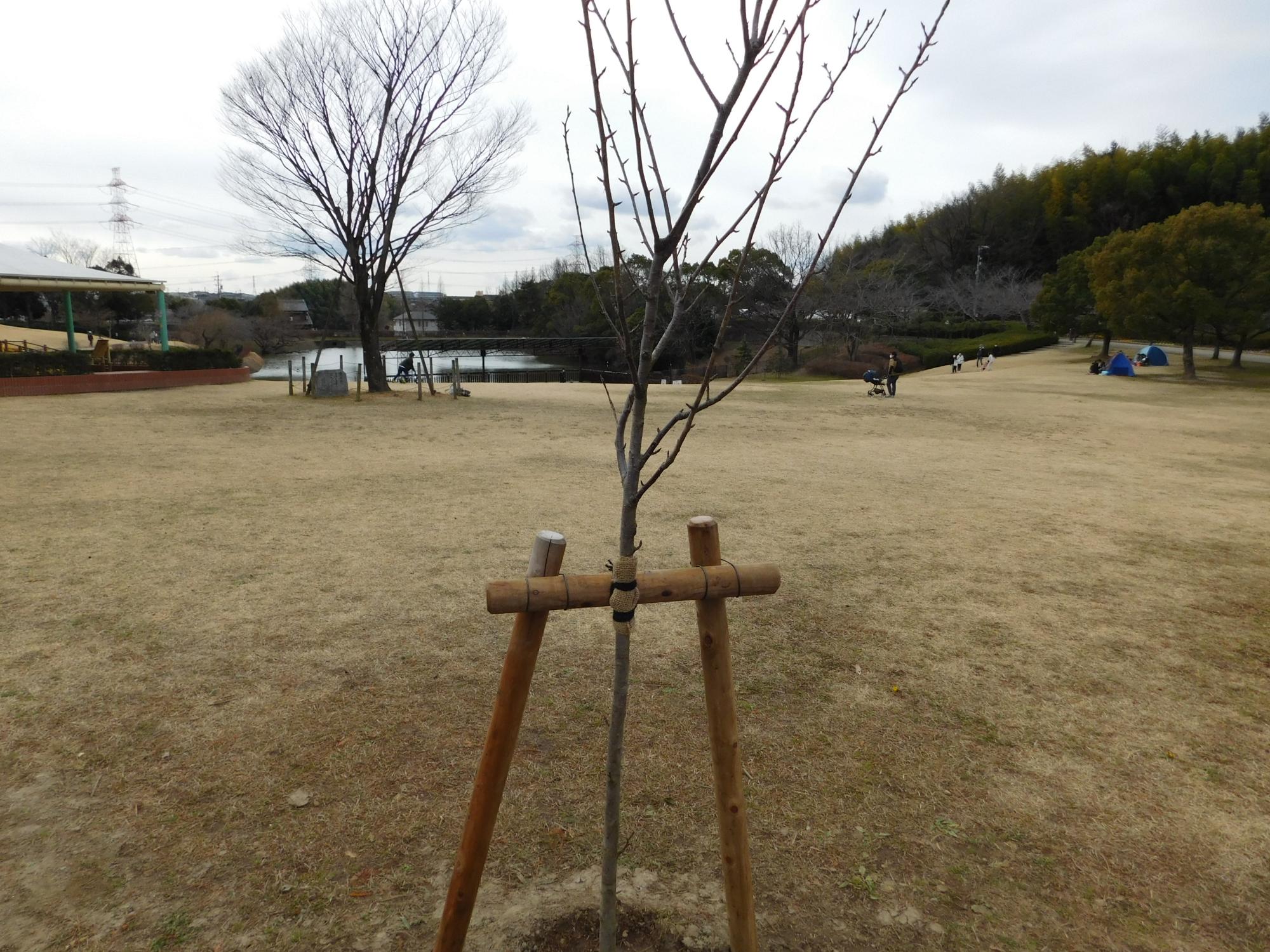 緑化の推進を図るため、皆さんからの緑の羽根募金で、公園内に18本の樹木を植栽しました。(写真は、芝生広場の八重桜カンザン)