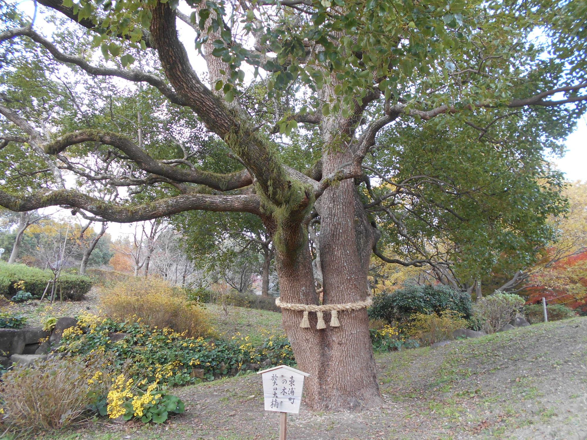 東浦町の木 "於大の大楠"のしめ飾りも新調しました。