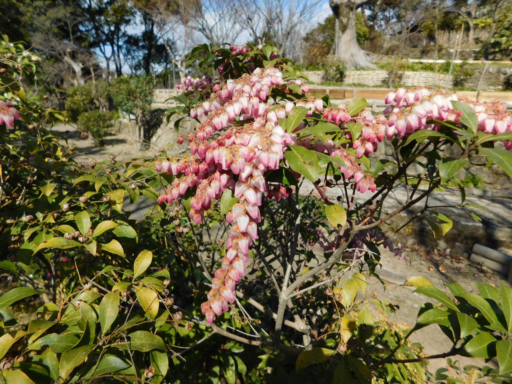 アセビの花(2月下旬～4月上旬)薬草園