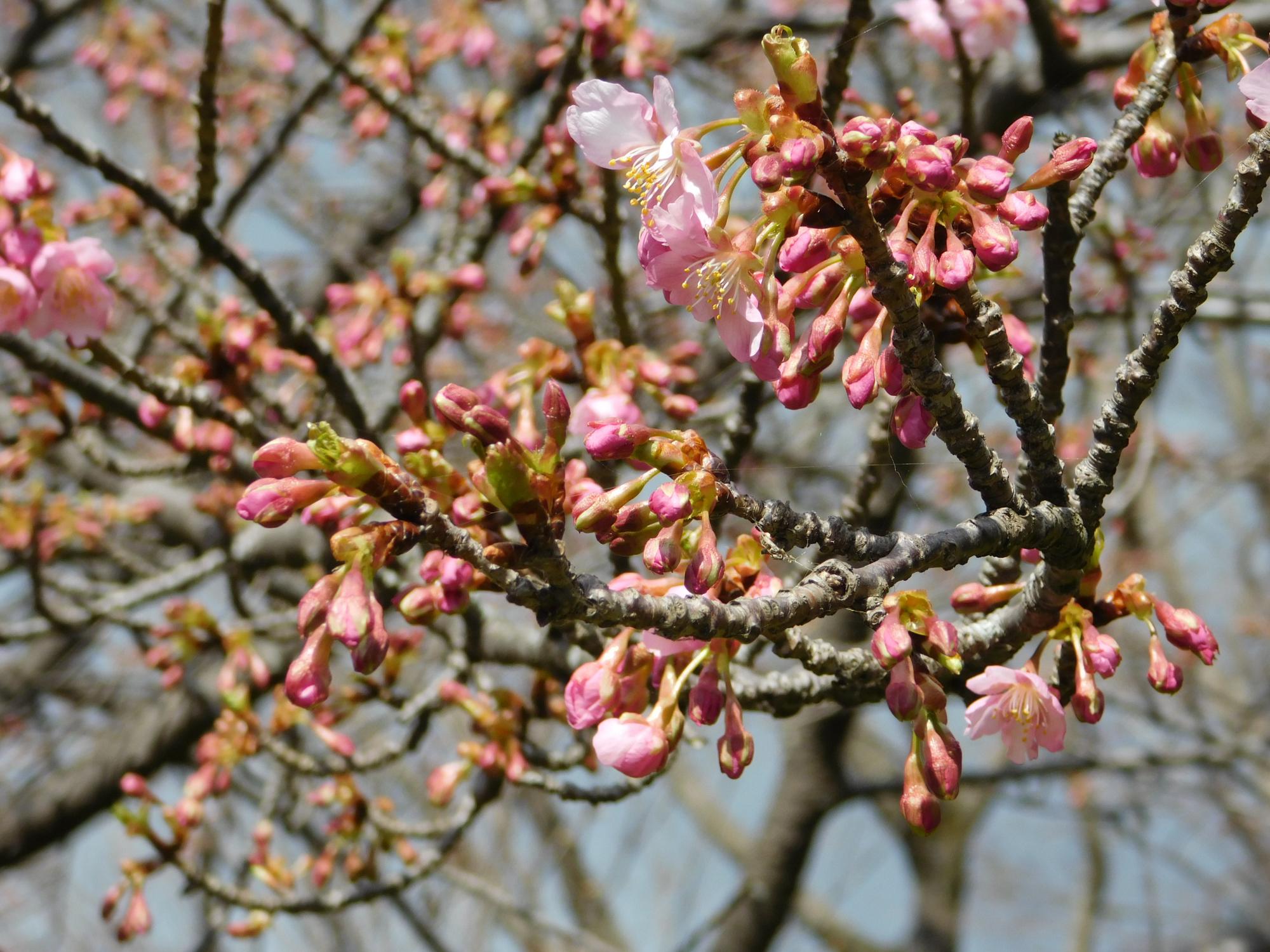 オニバス池の南斜面の河津桜が、ようやく咲き始めました。