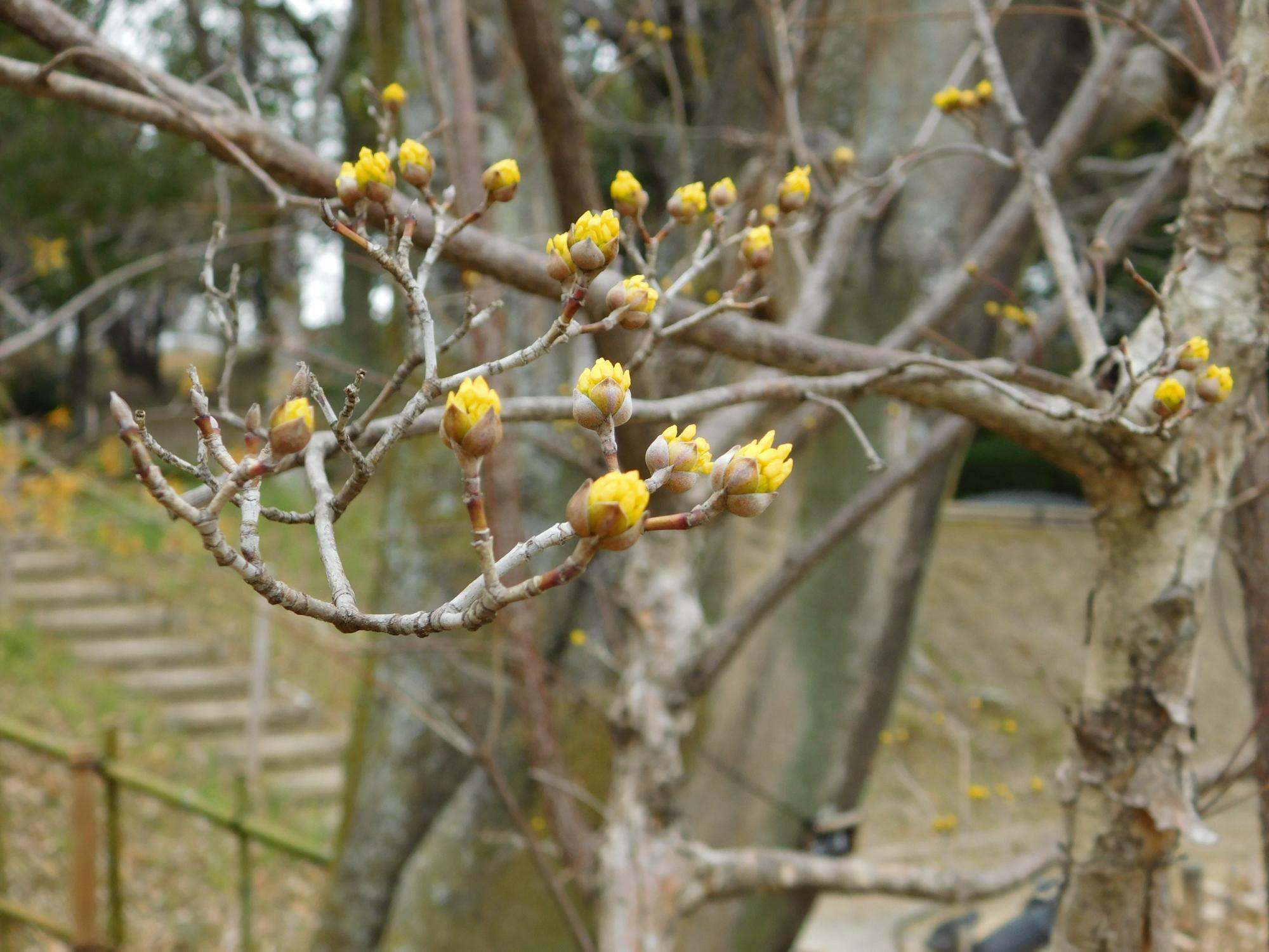 サンシュユは、マンサクとともに早春に咲く花木の代表です。葉が出る前に黄色の花をつけます。(薬草園)