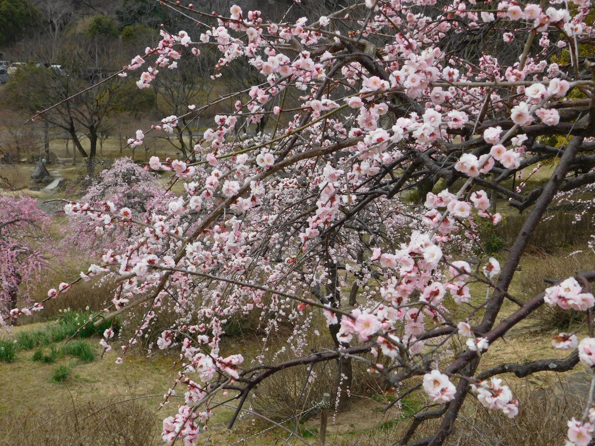 梅見の丘では、白・ピンク・赤と色とりどりのシダレウメが咲き見頃となっています。連日多くの方が鑑賞に訪れています。