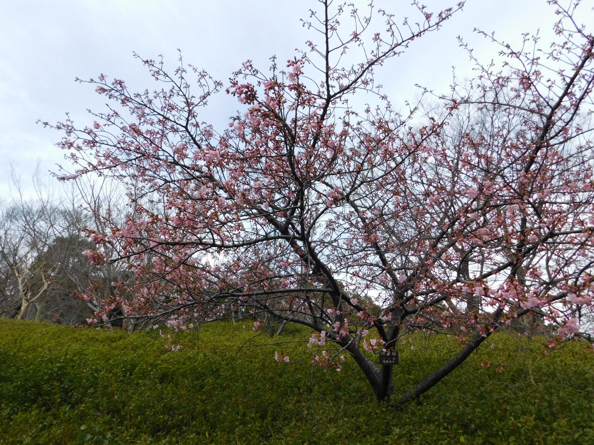 オニバス池の南斜面にあるカワズザクラが3～4分咲きとなっています。