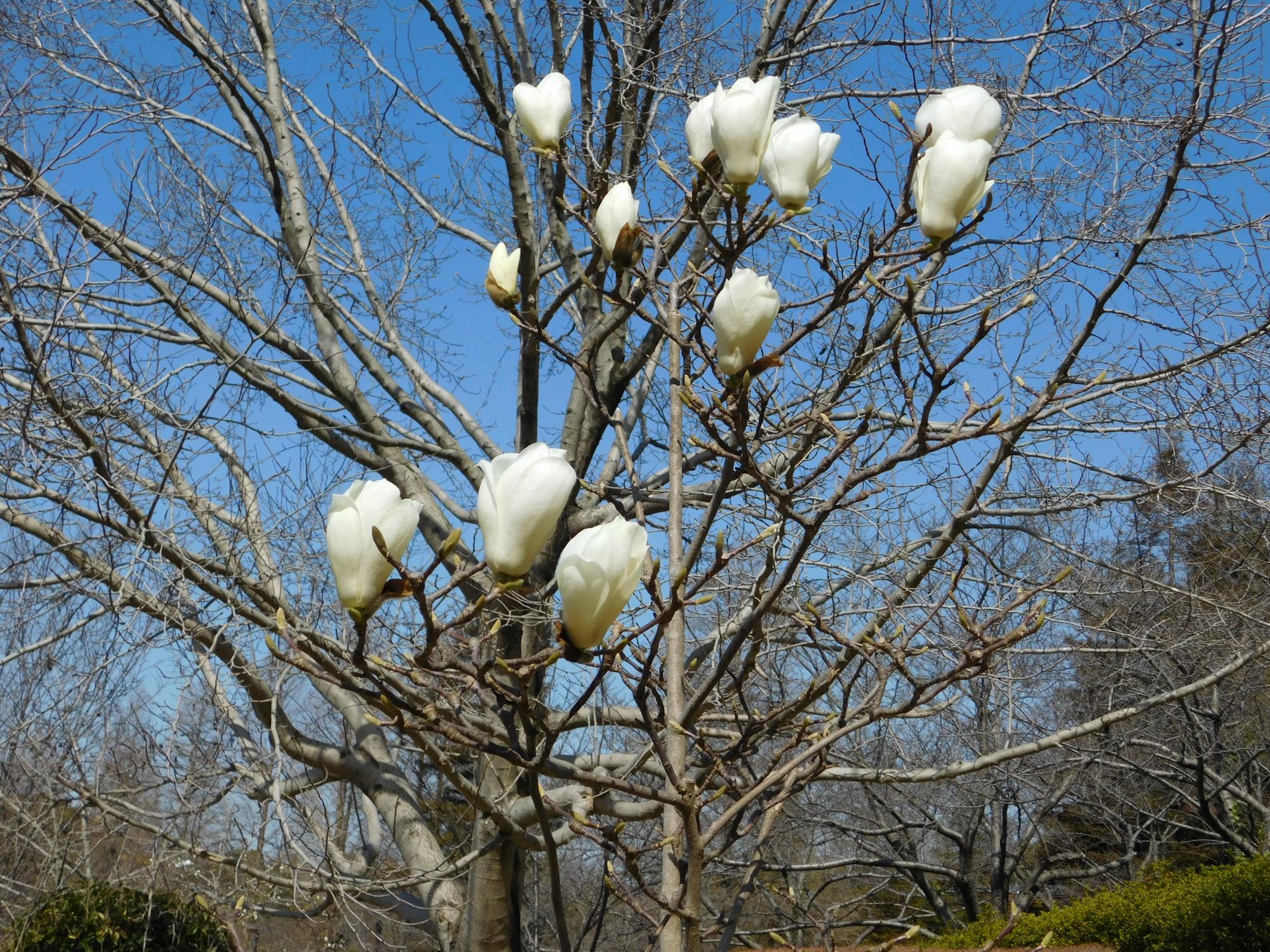 健康器具の少し南の沿道沿いにある白モクレンの花が咲きました。公園の中のモクレンでは一番早い開花です。