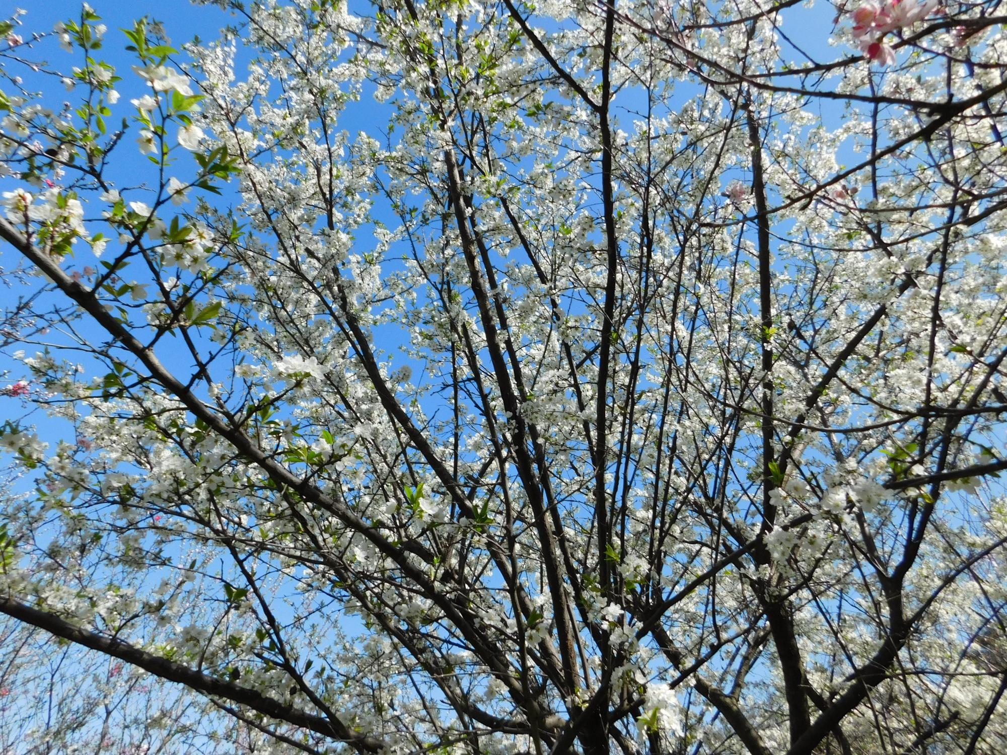 ハナモモの丘の中に、1本アンズの木があり白い花が咲きました。