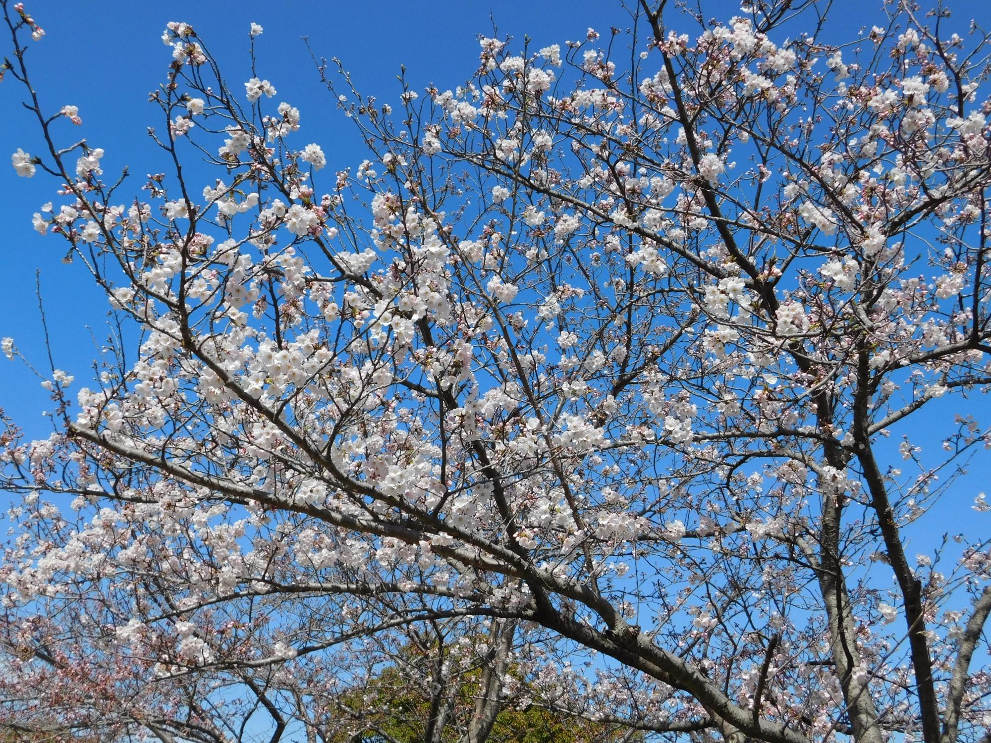 おもしろサイクル付近のソメイヨシノが見頃となっています。東出入口付近の例年桜の花のトンネルの所は今週末あたりが見頃になるでしょう。