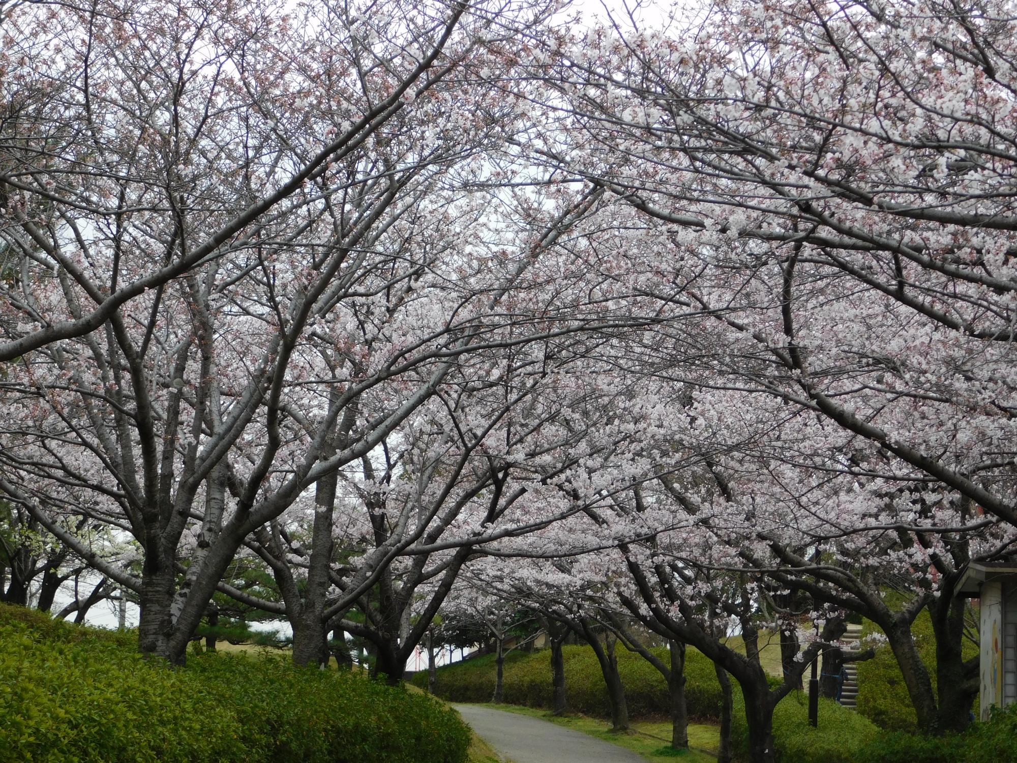 園内のソメイヨシノが見頃を迎えています。東出入口から公園に入る、通称「桜のトンネル」と呼ばれる桜並木も見頃になりました。