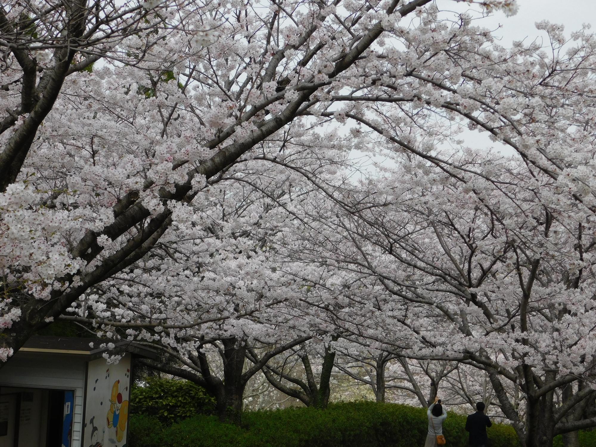 公園内のソメイヨシノが満開です。東出入口から公園に入る、通称「桜のトンネル」と言われている沿道も花が見事です。