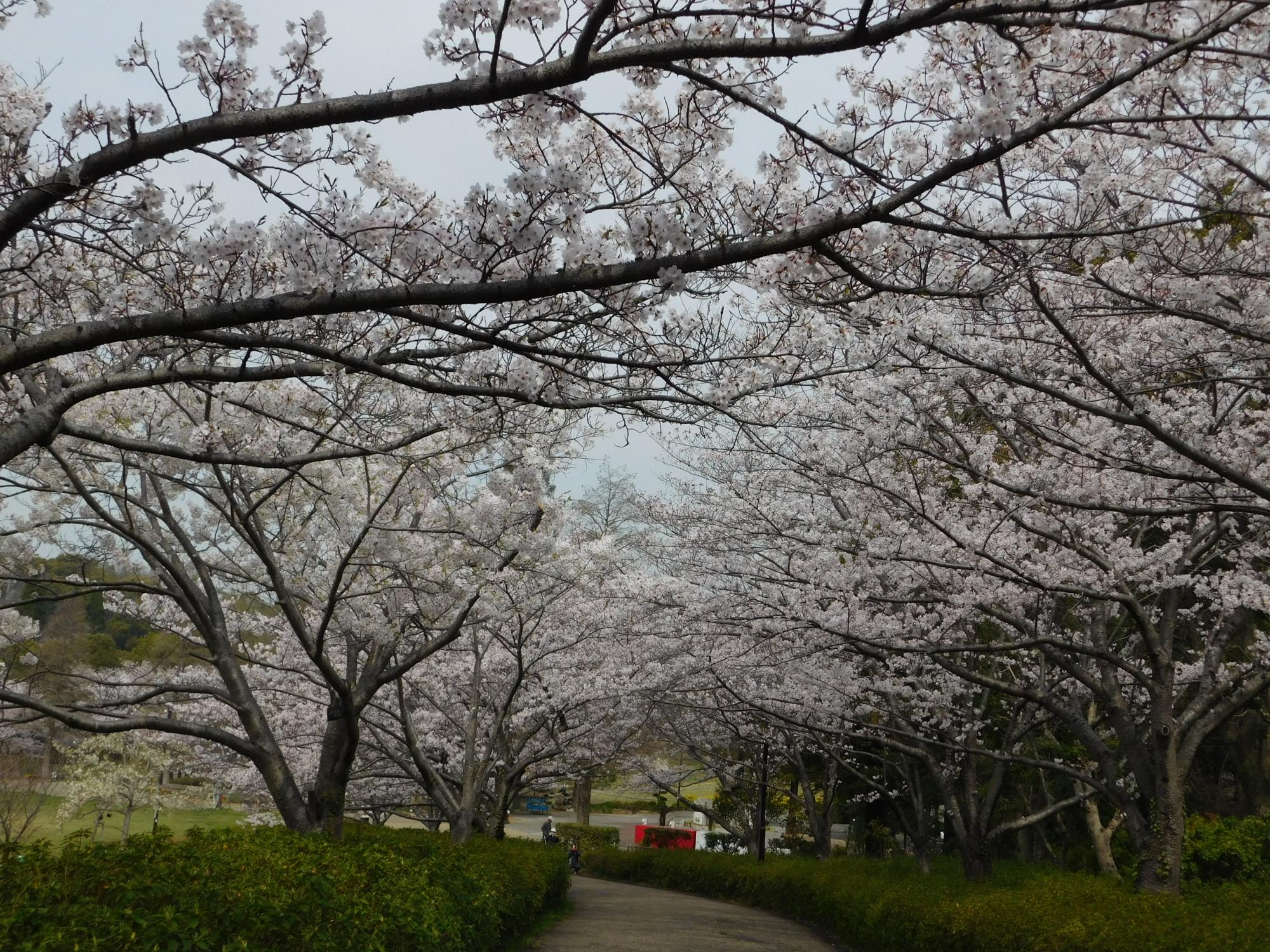 ソメイヨシノ(東出入口から公園に入る、通称「桜のトンネル」にて)