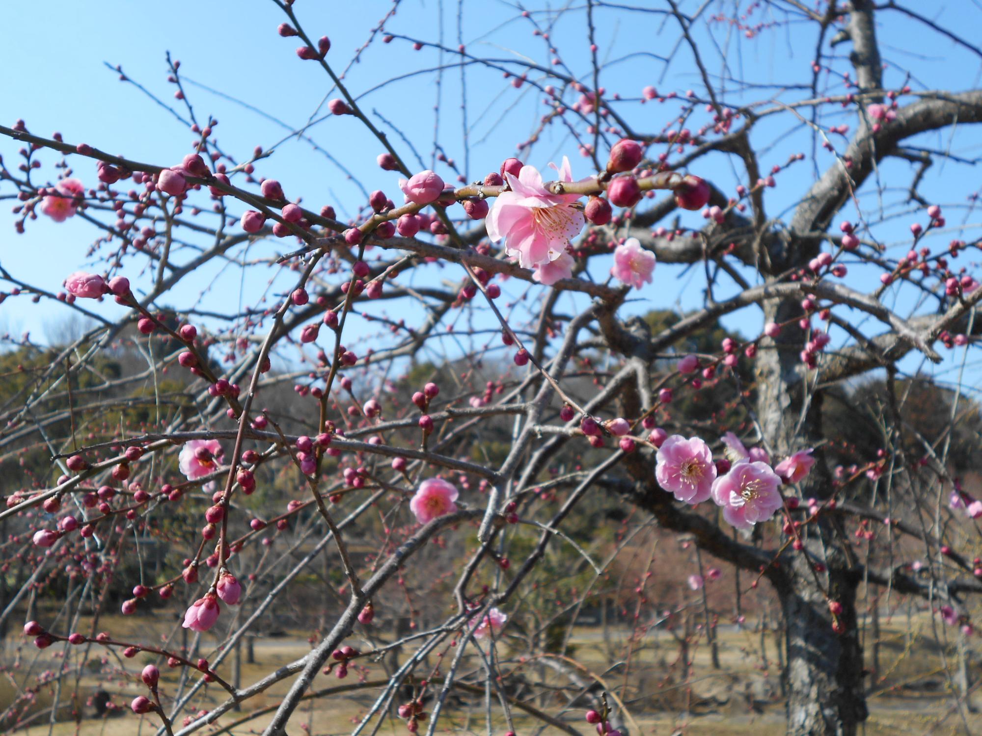 開花状況は、木によって若干のバラツキがあり、早い木では二分咲きぐらいになっています。