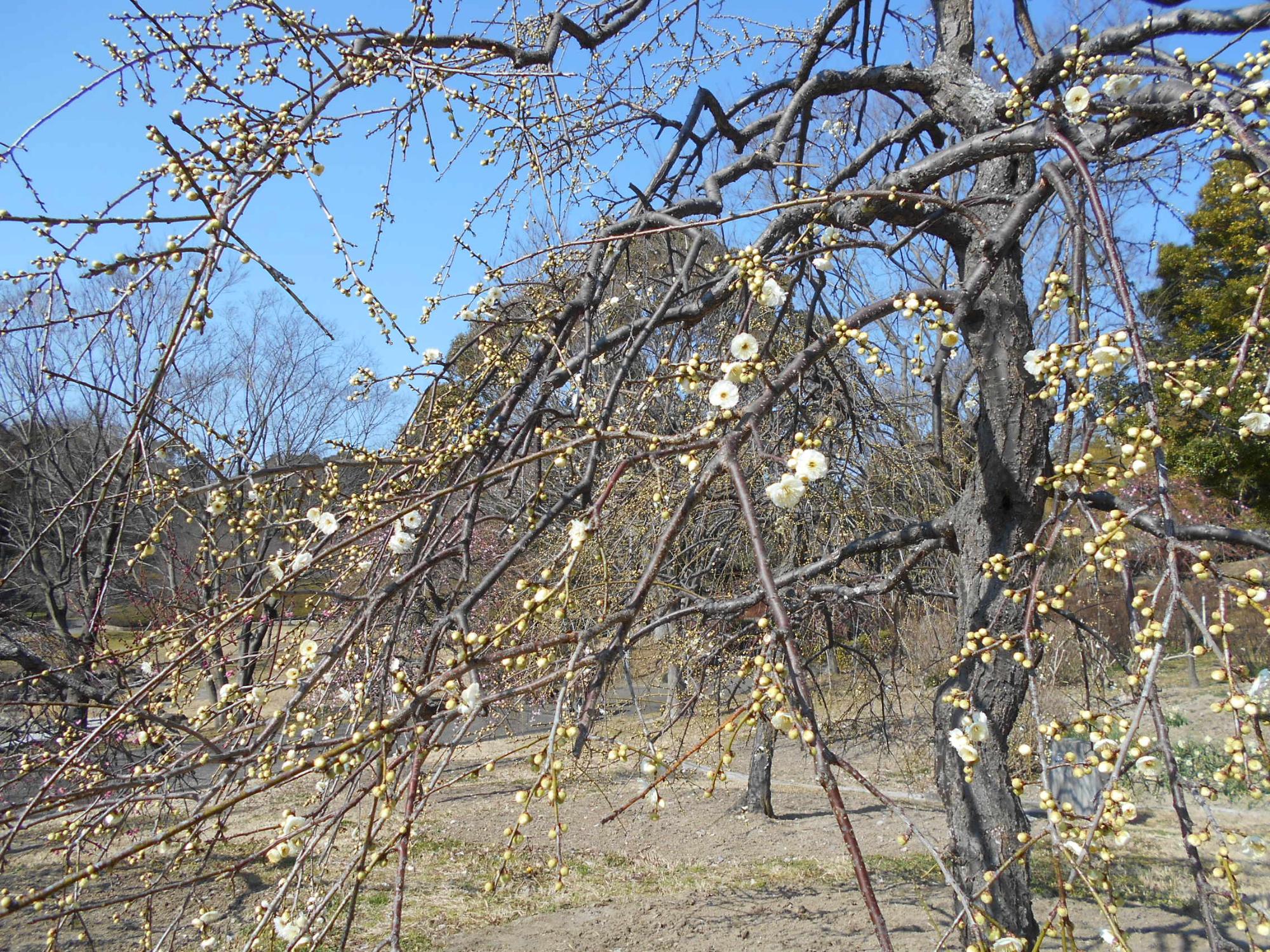 梅見の丘の枝垂れ梅、見頃は、2月末～3月初めでしょう。