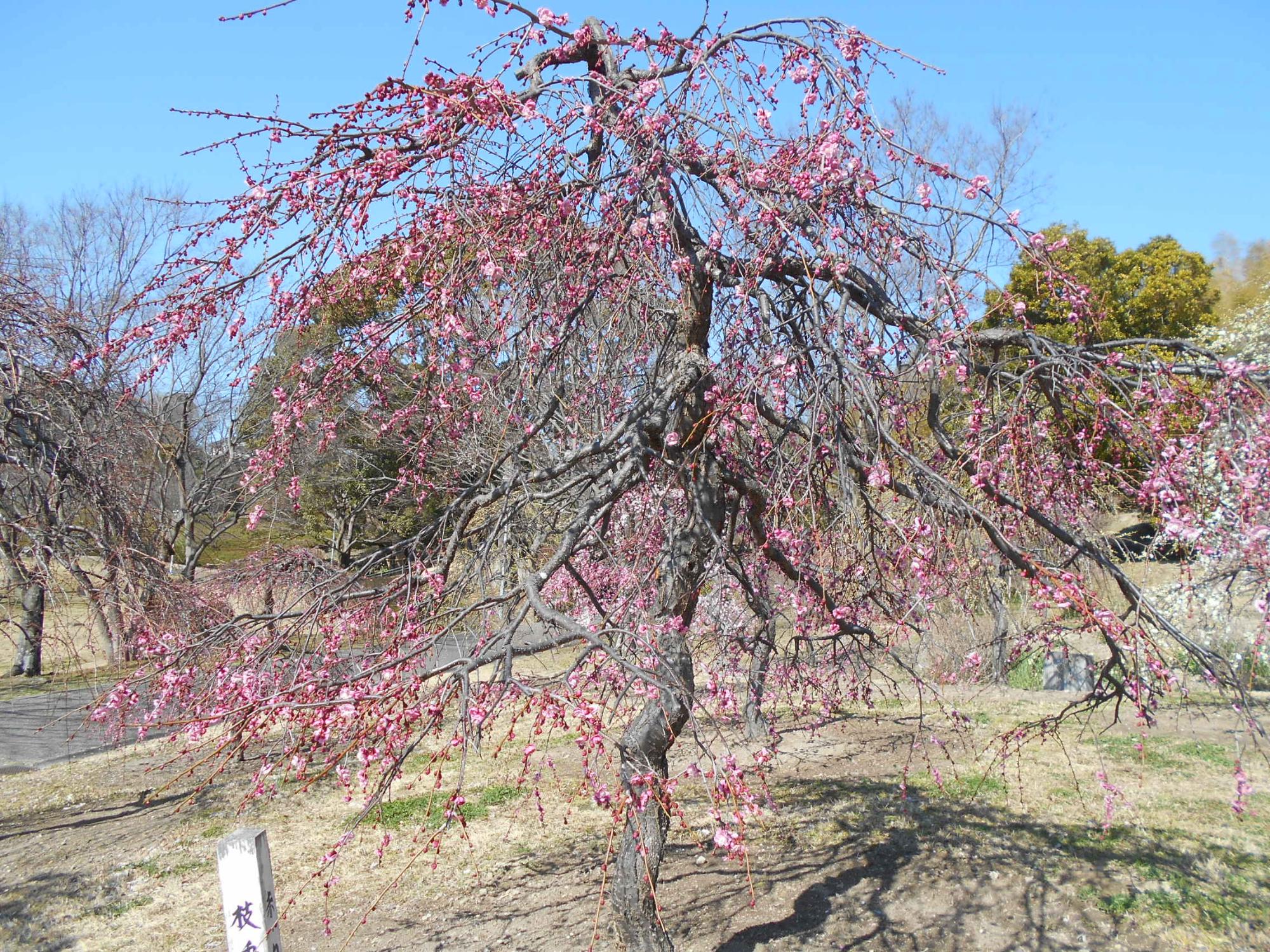 枝垂れ梅の開花状況、この木は5分咲き程になっています。