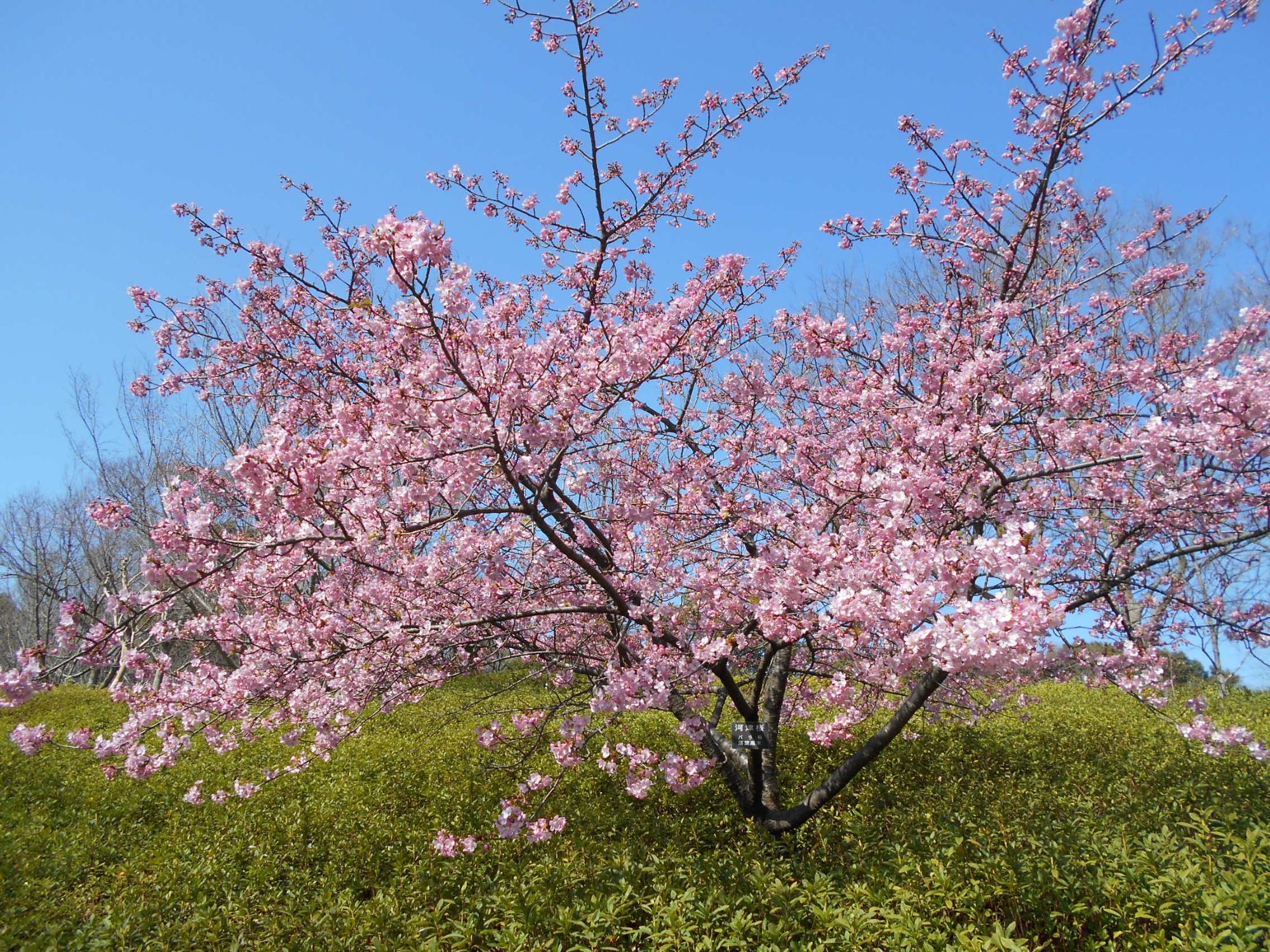 オニバス池斜面の河津桜が満開となりました。