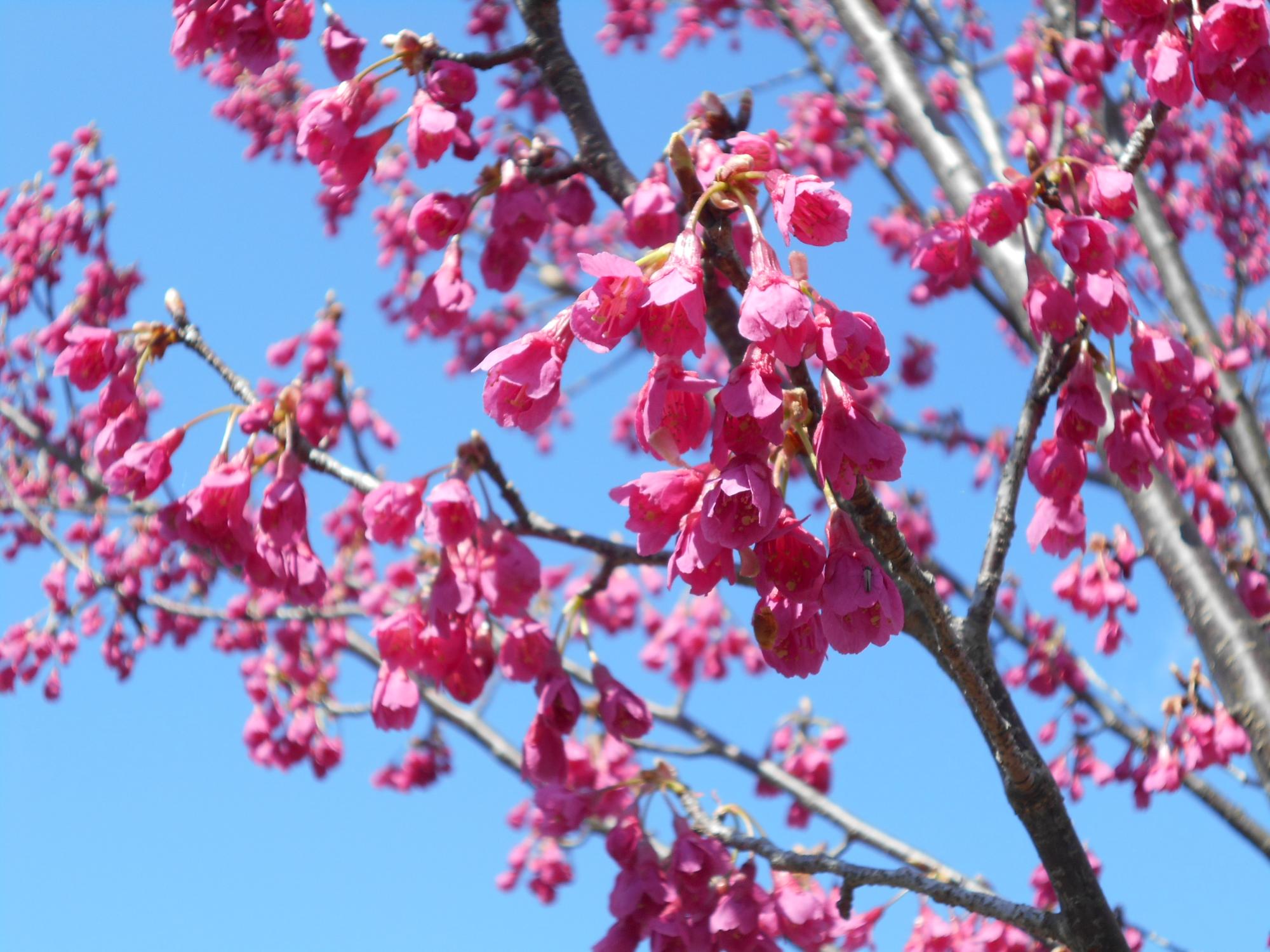 寒緋桜は、早咲きで下向きに花が咲く特質があります。