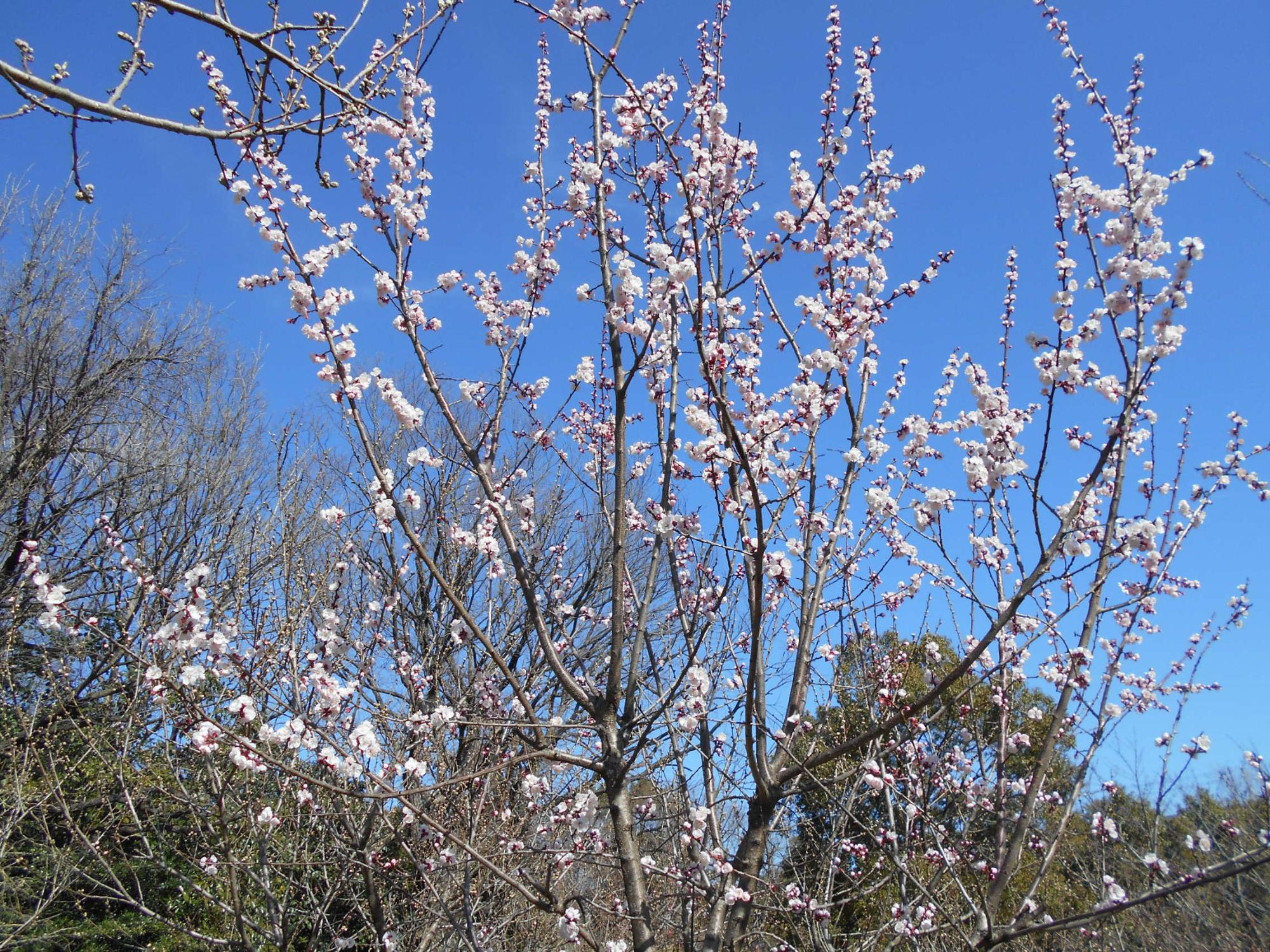 ハナモモの丘では、2本の木に花が咲きました。他の木もつぼみが膨らんできています。