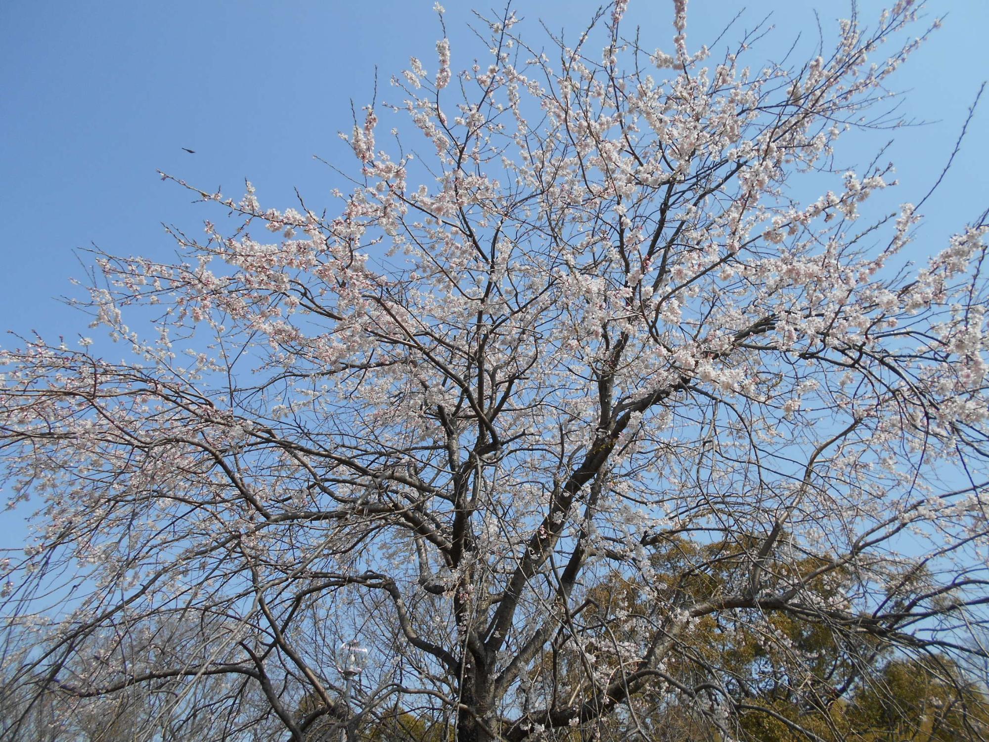 中池ちかくの一角には、町制50周年記念で植栽された枝垂れ桜(白)の大木があり、5分咲きとなっています。