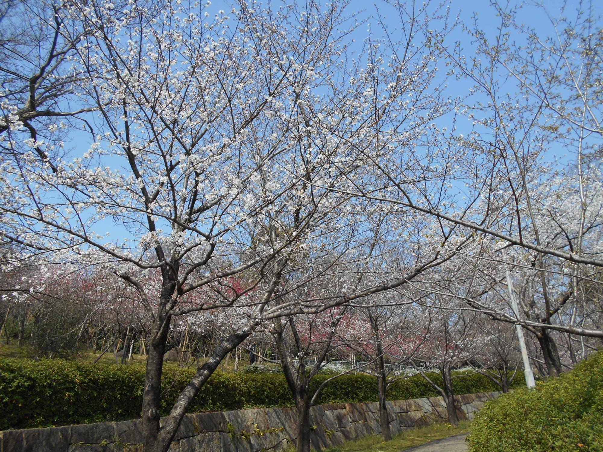 プレーパークから展望台に向かう沿道沿いでは、白い花びらの大島桜が見頃となっています。