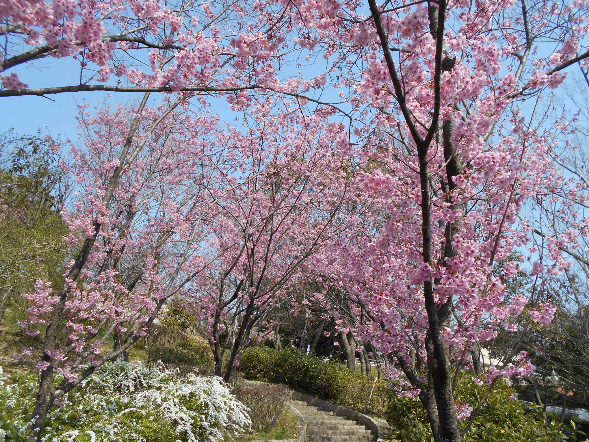 展望台から公園に降りてくる階段沿いの大山桜が満開です。淡紅色の花がきれいです。
