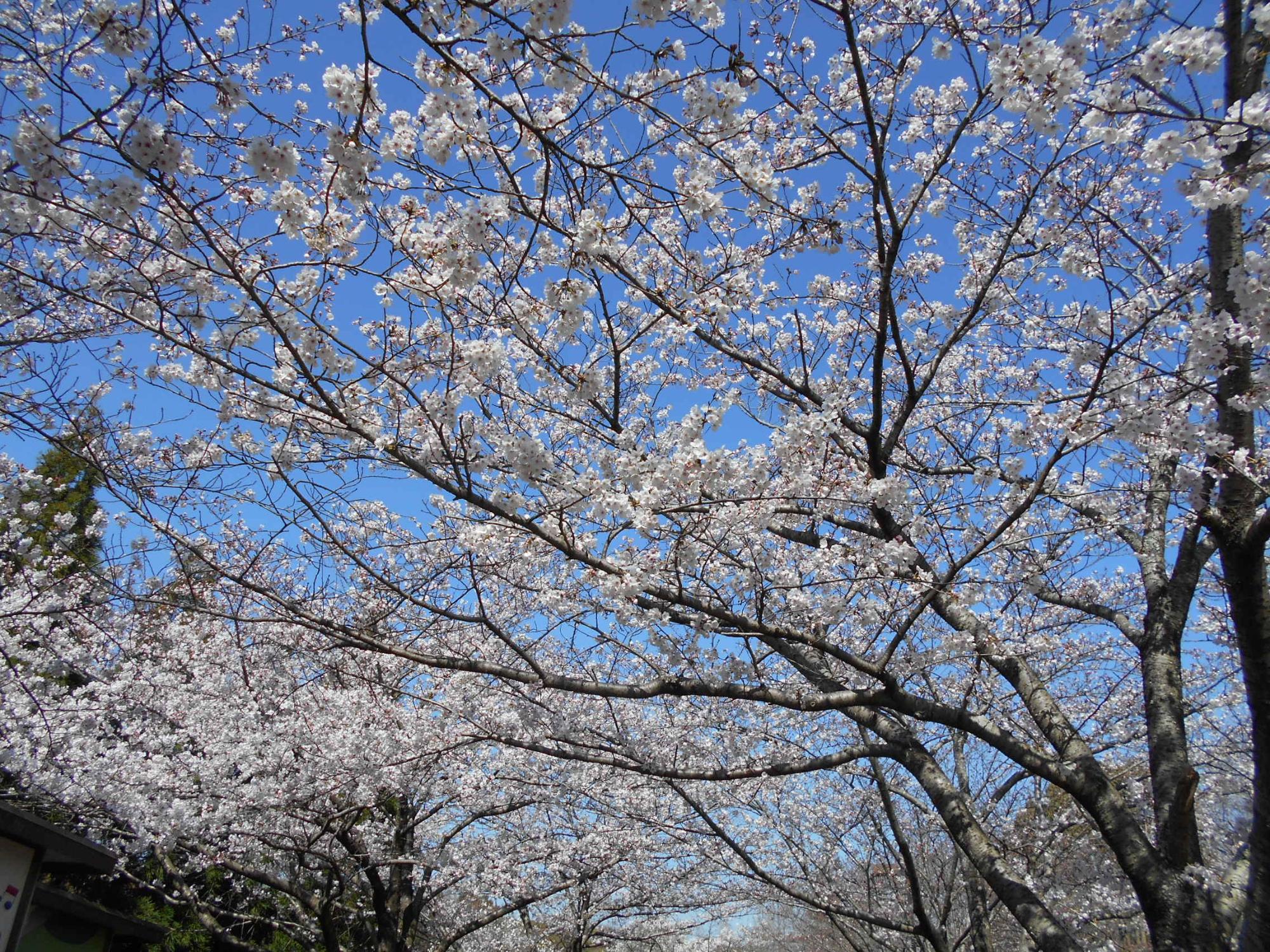 公園内のソメイヨシノが見頃となっています。東出入口から園内に入る沿道には桜のトンネルができました。