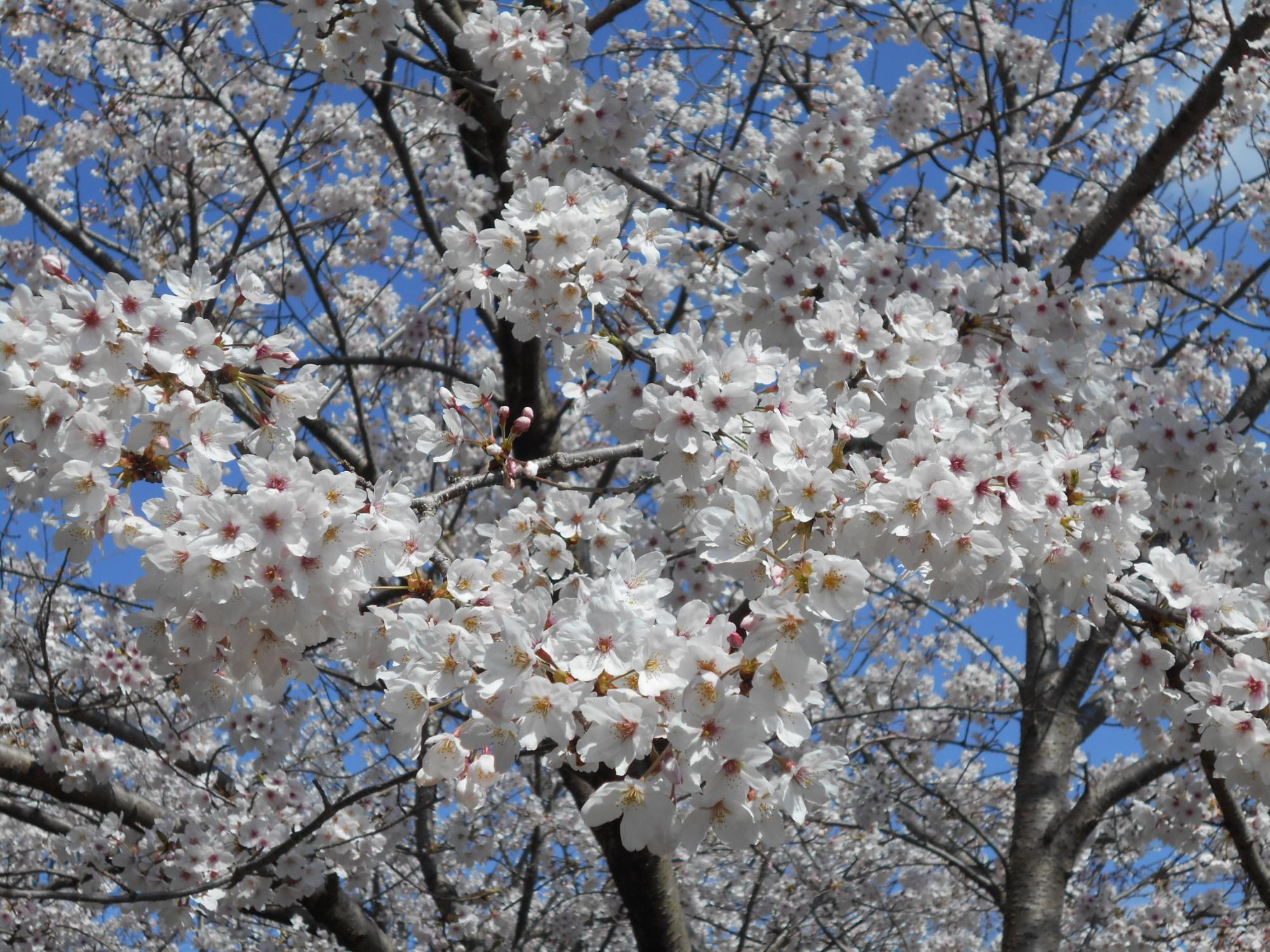 桜の代表種といわれているソメイヨシノです。園内各所で満開から5分咲き程となり、多くの方が花を楽しんでいます。